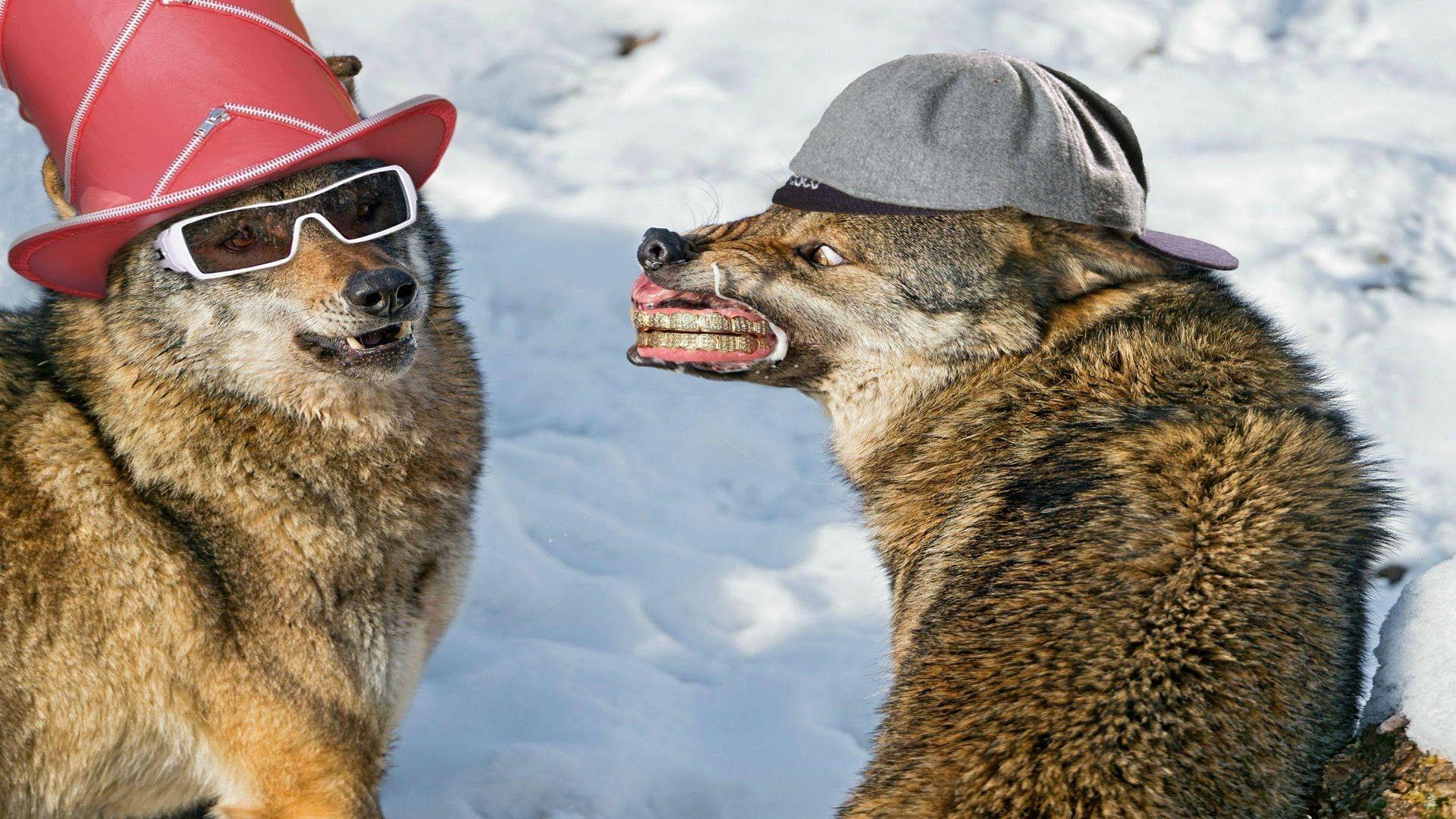 1920x1080 Best Funny Photo Without Backgroundelfgrowth.info
