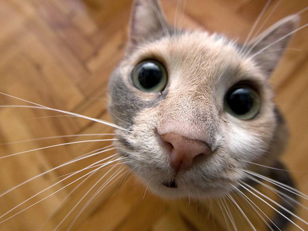1024x768 Funny Cat