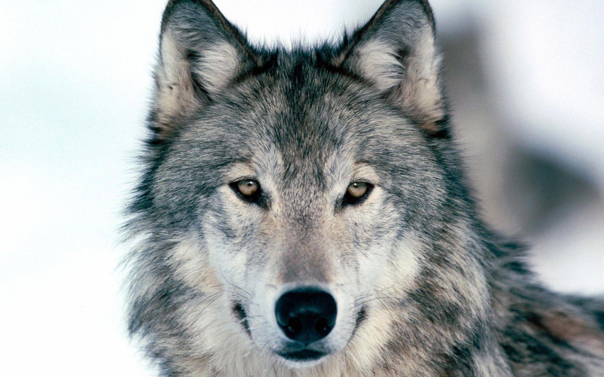1920x1200 Wolf Computer Wallpaper Group Wallpaper