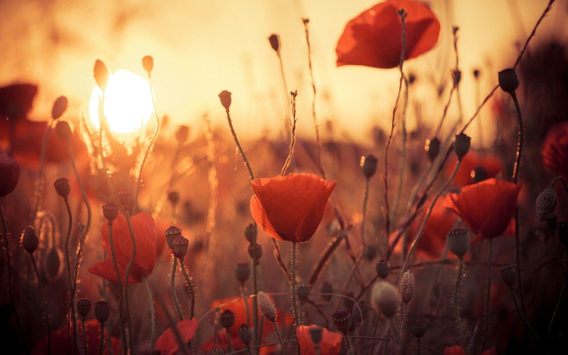 1920x1200 Stunning Poppy Wallpaper