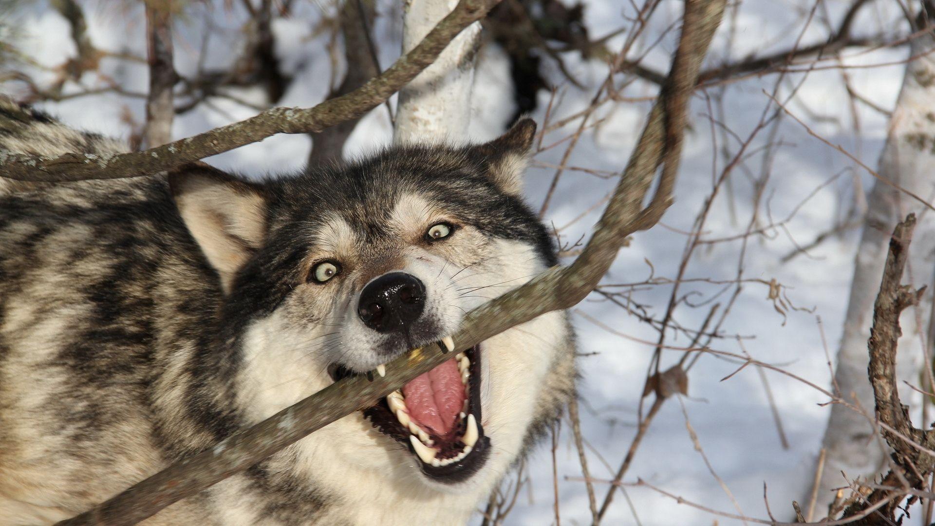 1920x1080 Wolf Computer Wallpaper