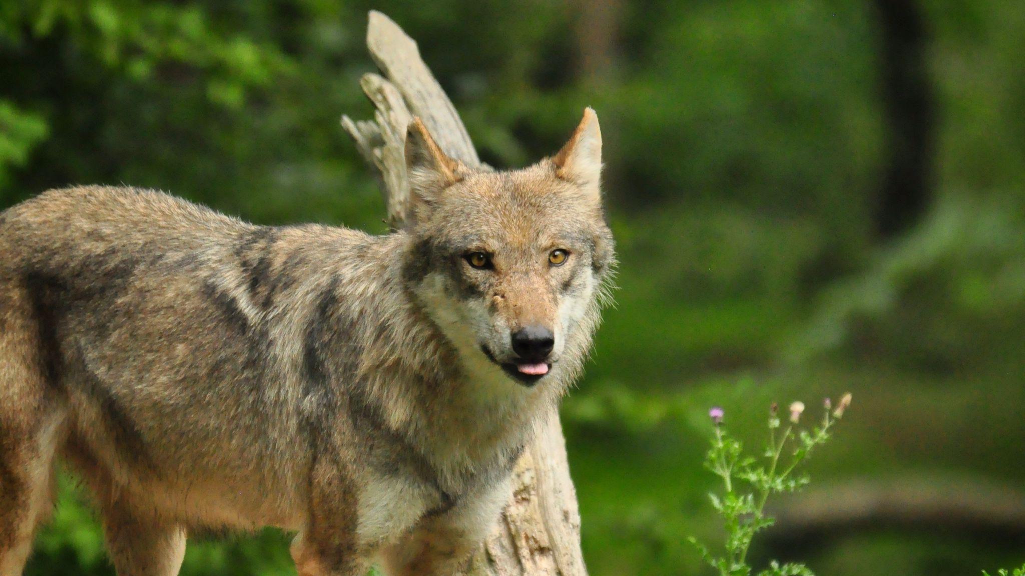2048x1152 Download wallpaper 2048x1152 wolf .