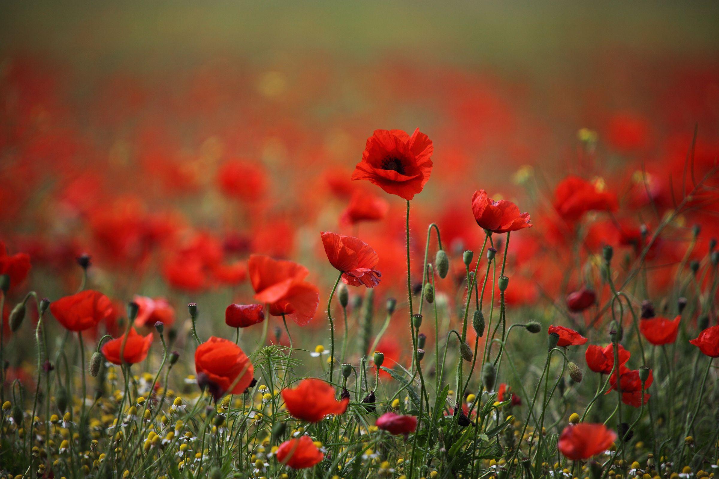 2400x1600 Poppy Wallpaper HD 24016 2400x1600 px