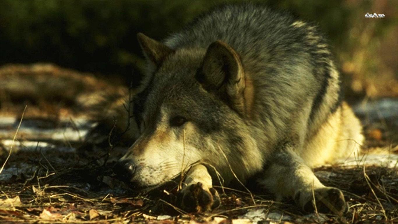 1366x768 Wolf wallpaper 1366x768 laptop .