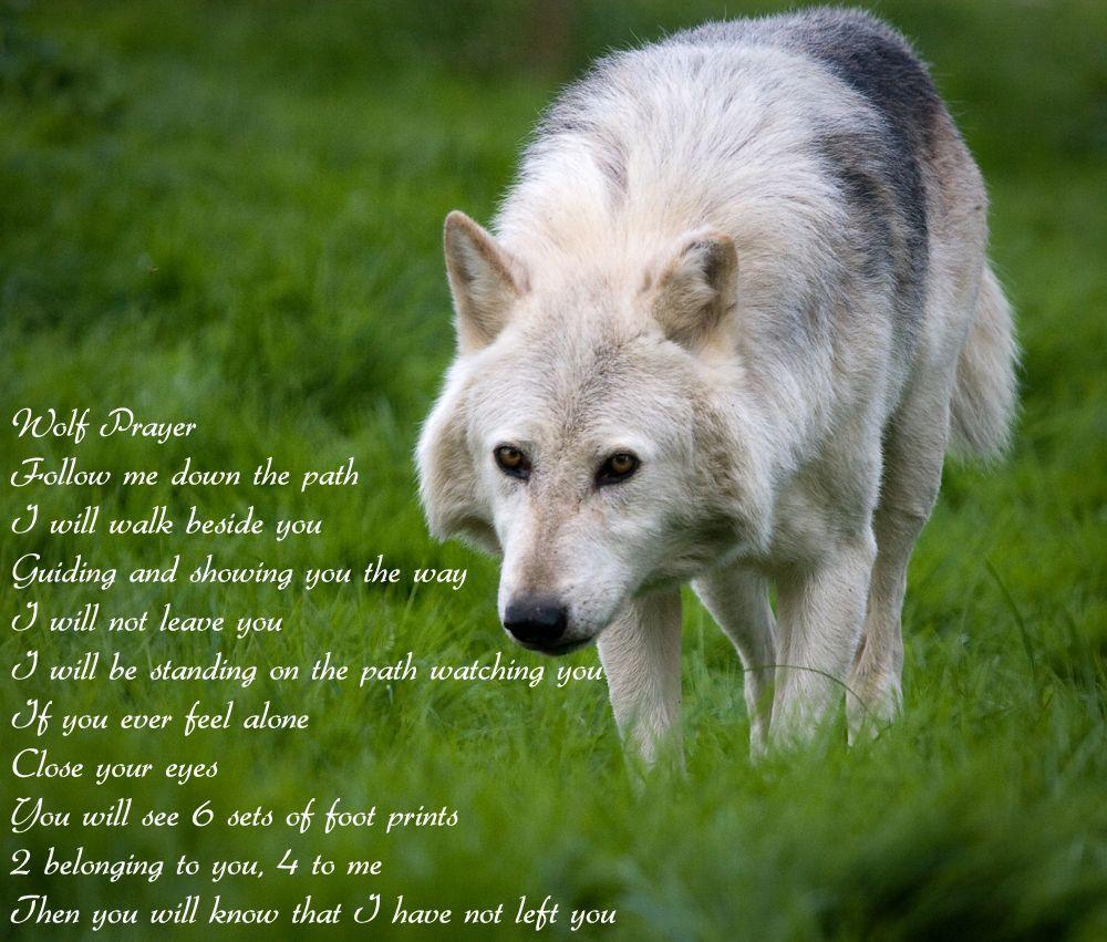 1000x851 Wolf Background Quotes.