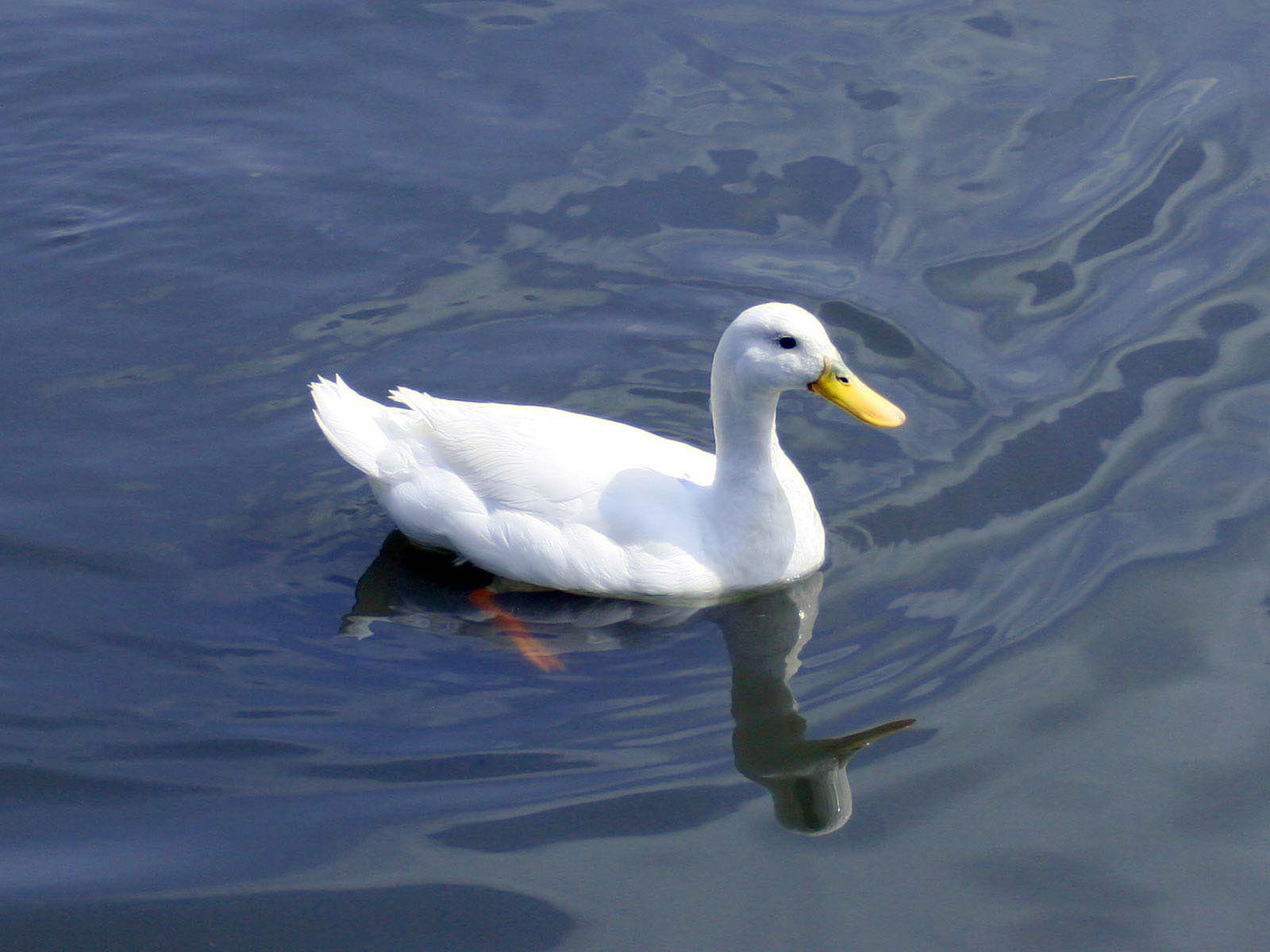 Hình nền con vịt 1600x1200 https://wallpaperaccess.com/full/537447.jpg