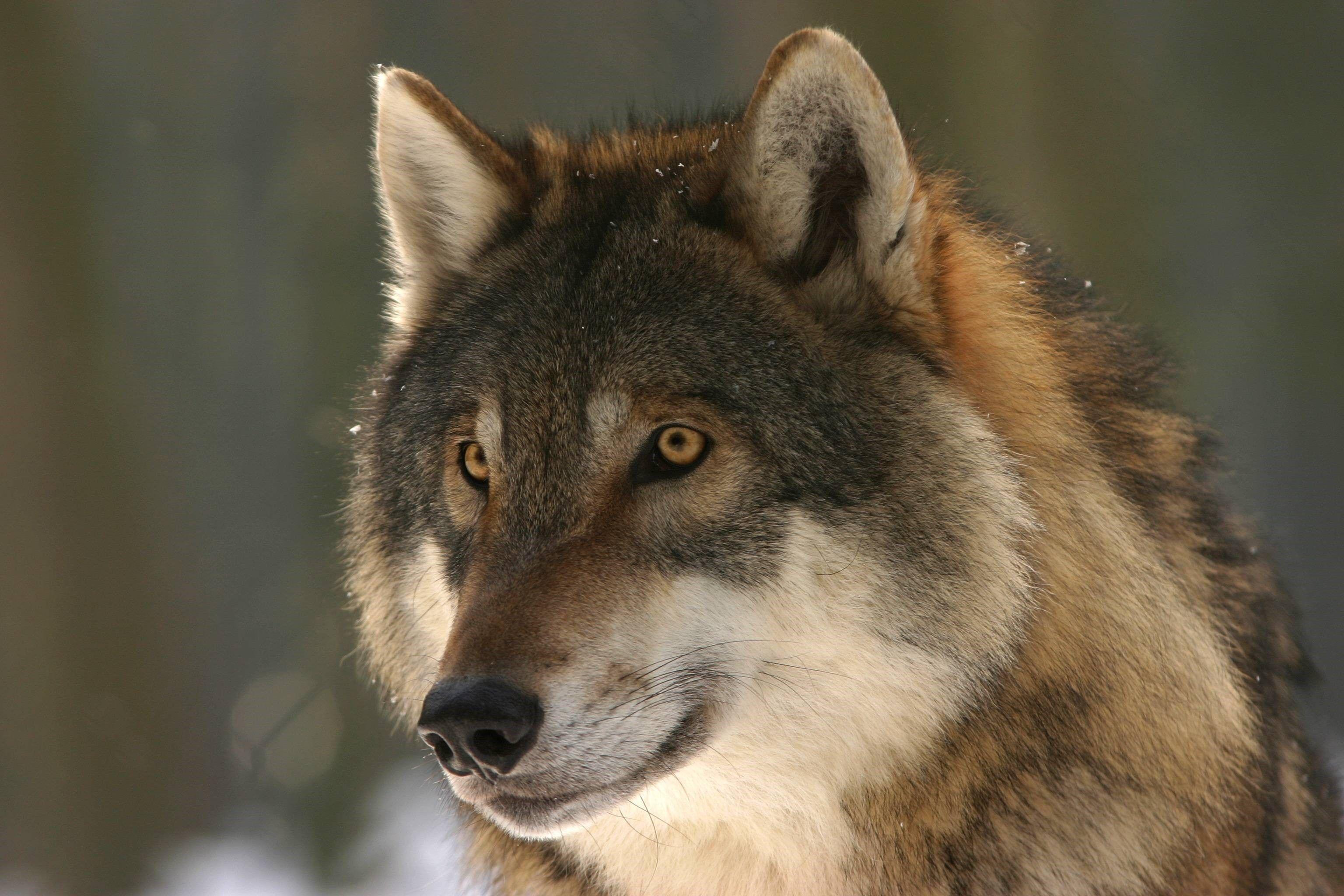 3072x2048 live wallpaper wolves .