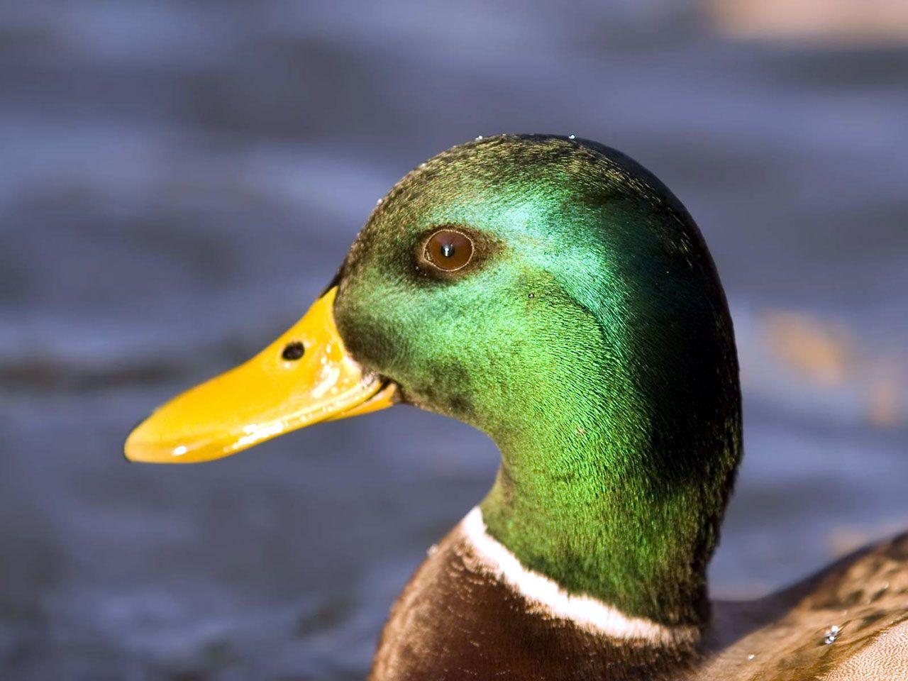 1280x960 Ducks Wallpaper - Wild Ducks Bird Photo Gallery https://wallpaperaccess.com/full/537537.jpg
