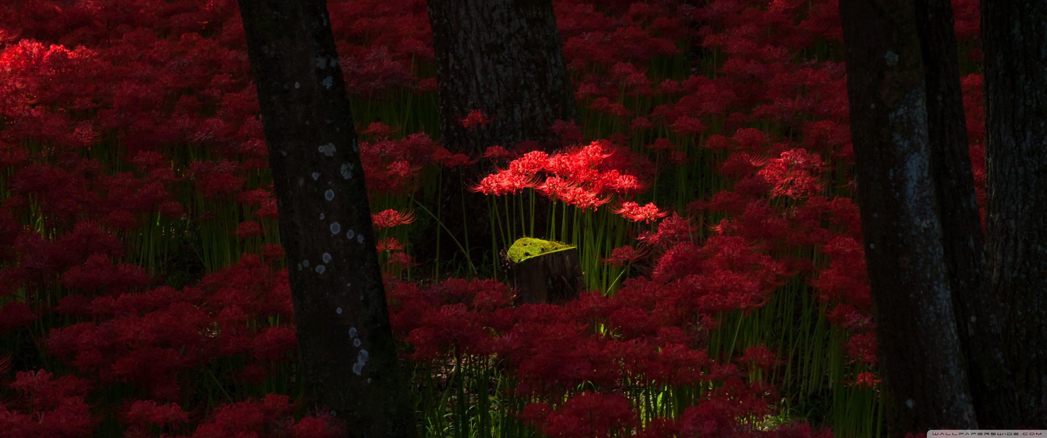 3440x1440 Red Magic Lilies Ultra HD Desktop Background Wallpaper for 4K UHD TV : Widescreen & UltraWide Desktop & Laptop : Tablet