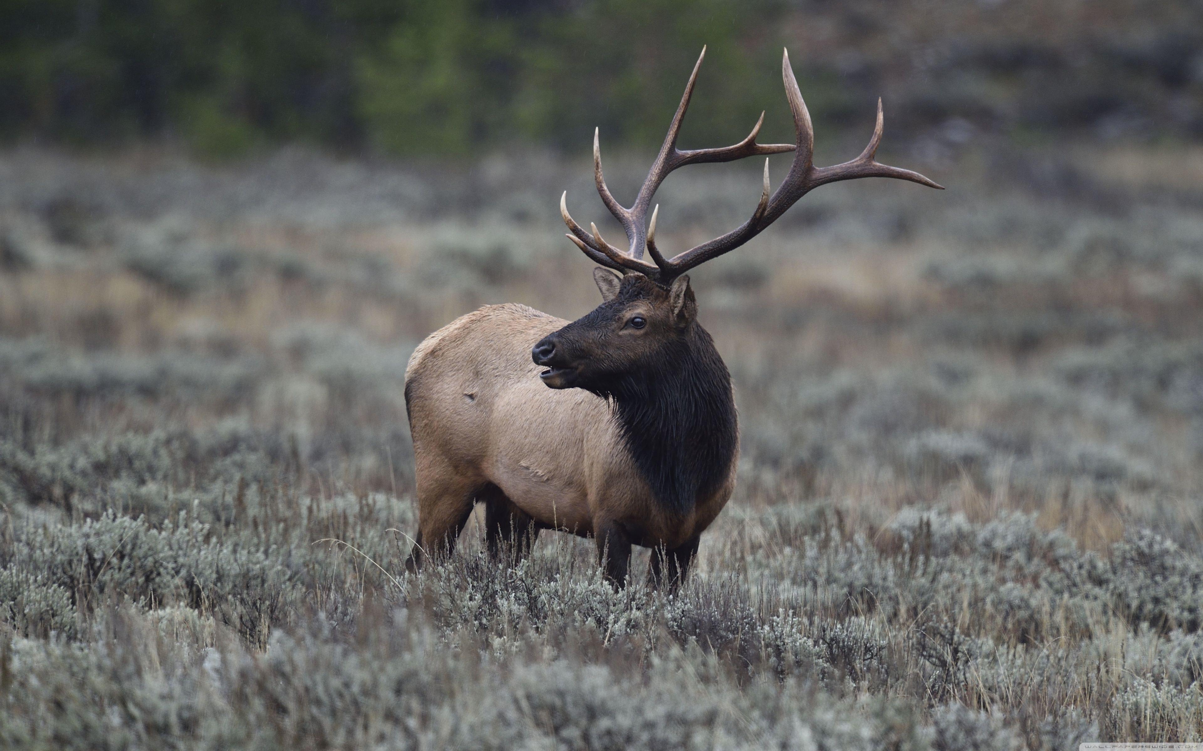 4K Elk Wallpapers - Top Free 4K Elk Backgrounds - WallpaperAccess