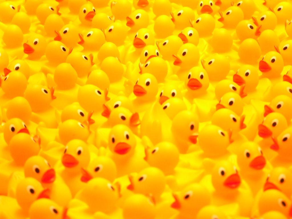 1024x768 Rubber Duck Wallpaper