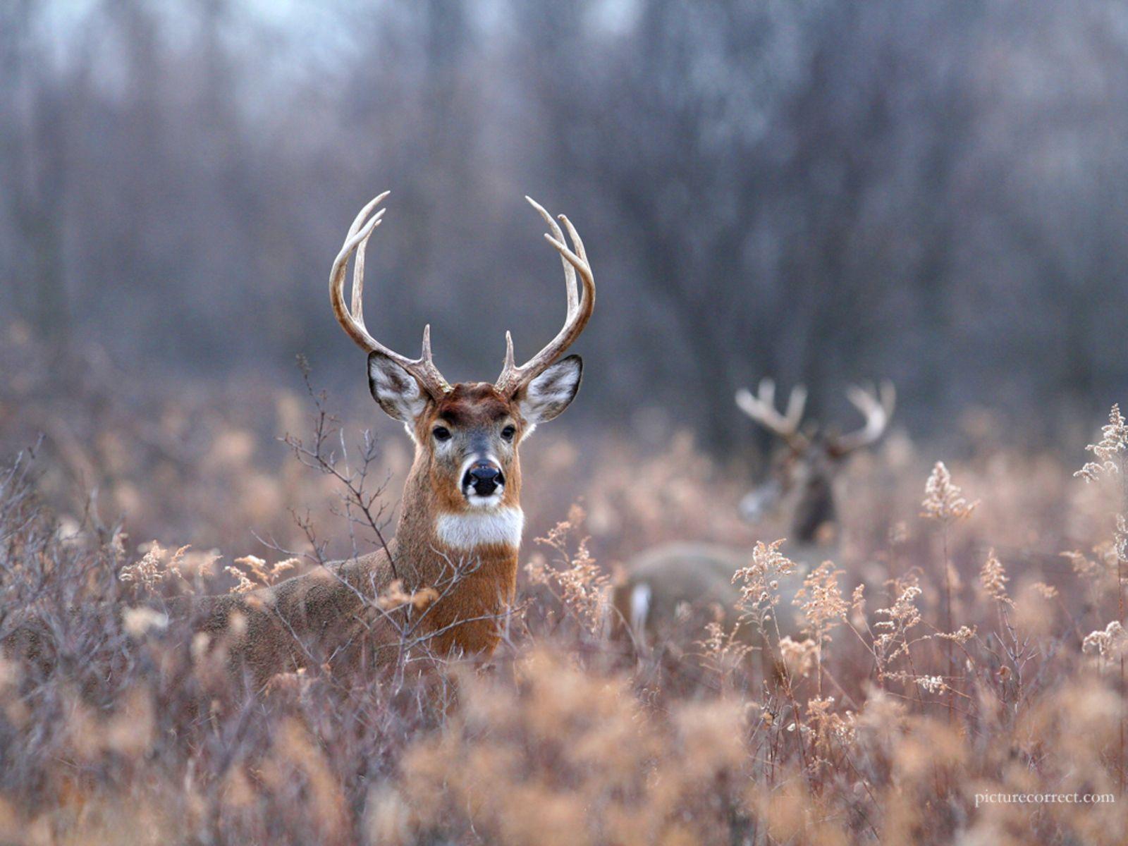 1600x1200 Free Whitetail Deer Wallpaper .