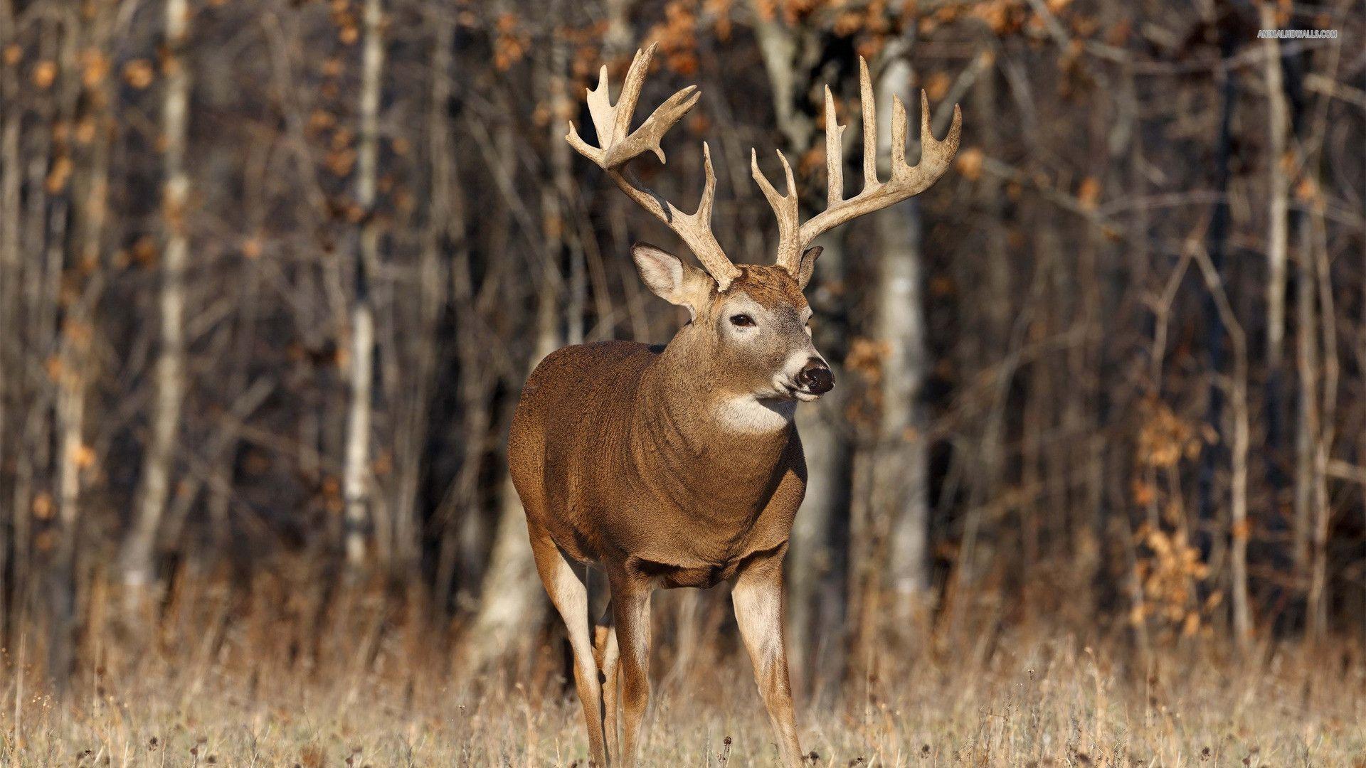 1920x1080 Whitetail Deer