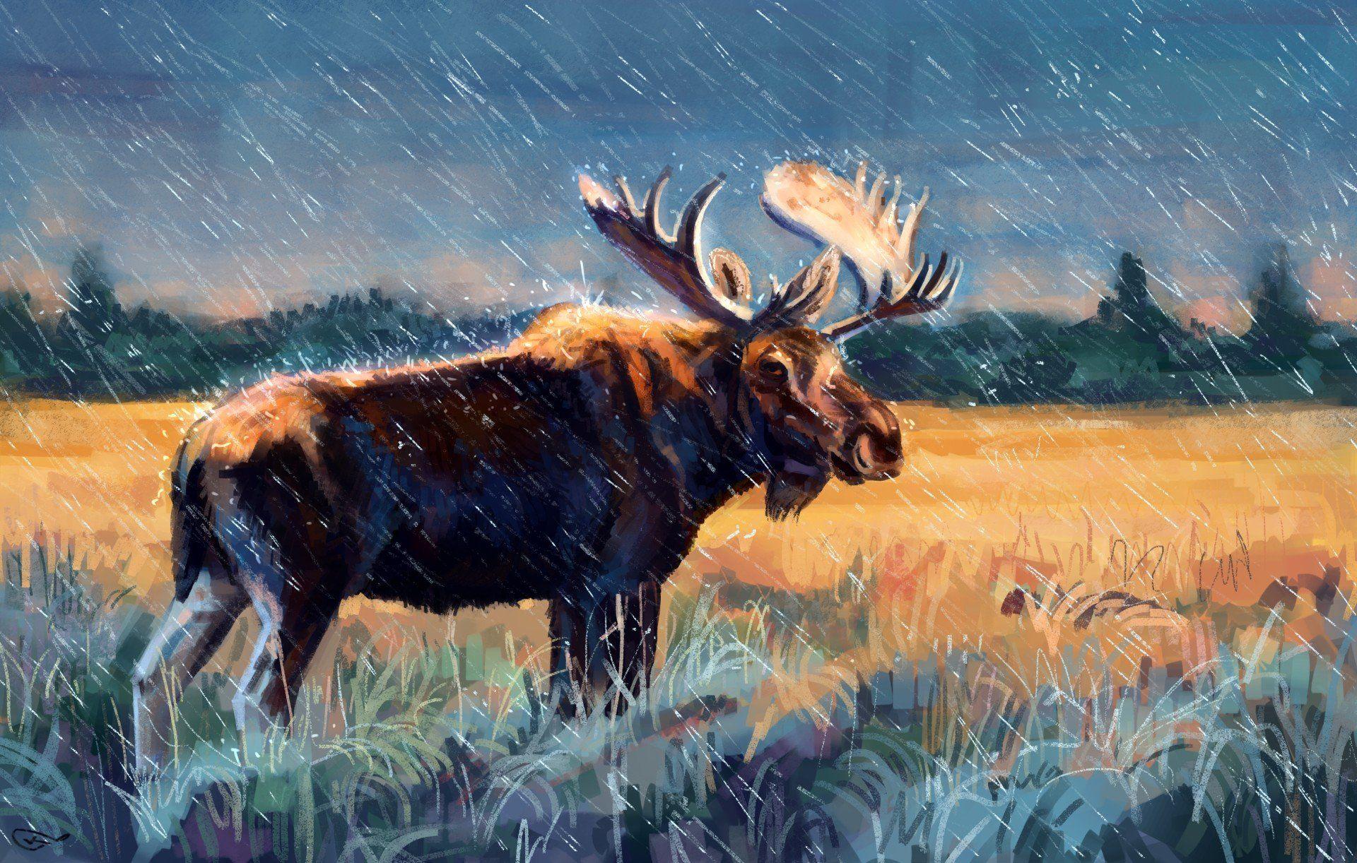 1920x1222 elk, Animals, Moose HD Wallpaper / Desktop and Mobile Image & Photo