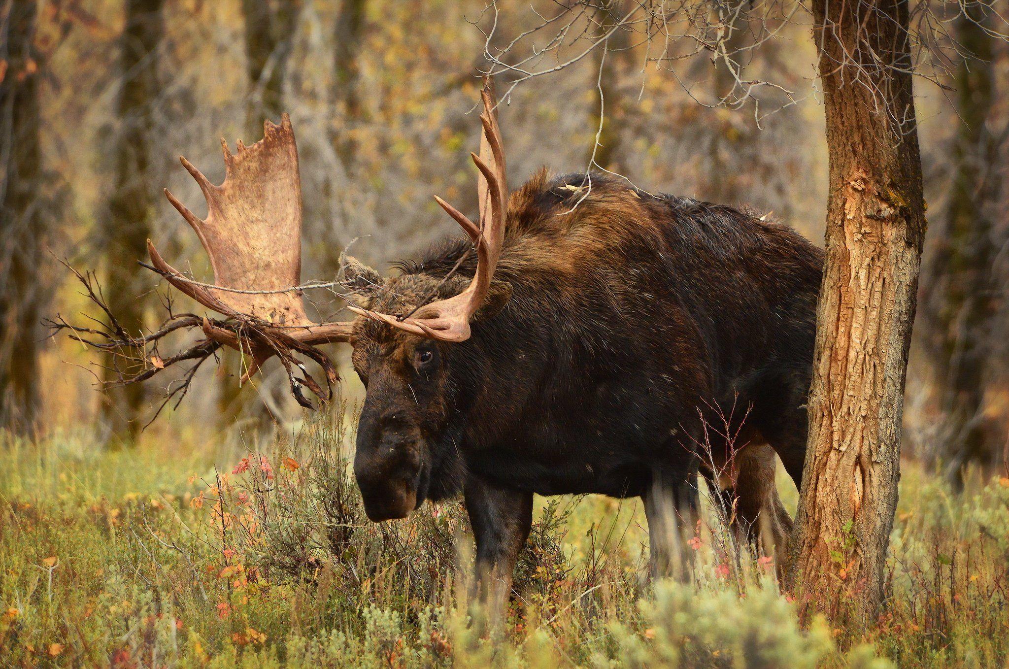 4K Elk Wallpapers - Top Free 4K Elk Backgrounds - WallpaperAccess