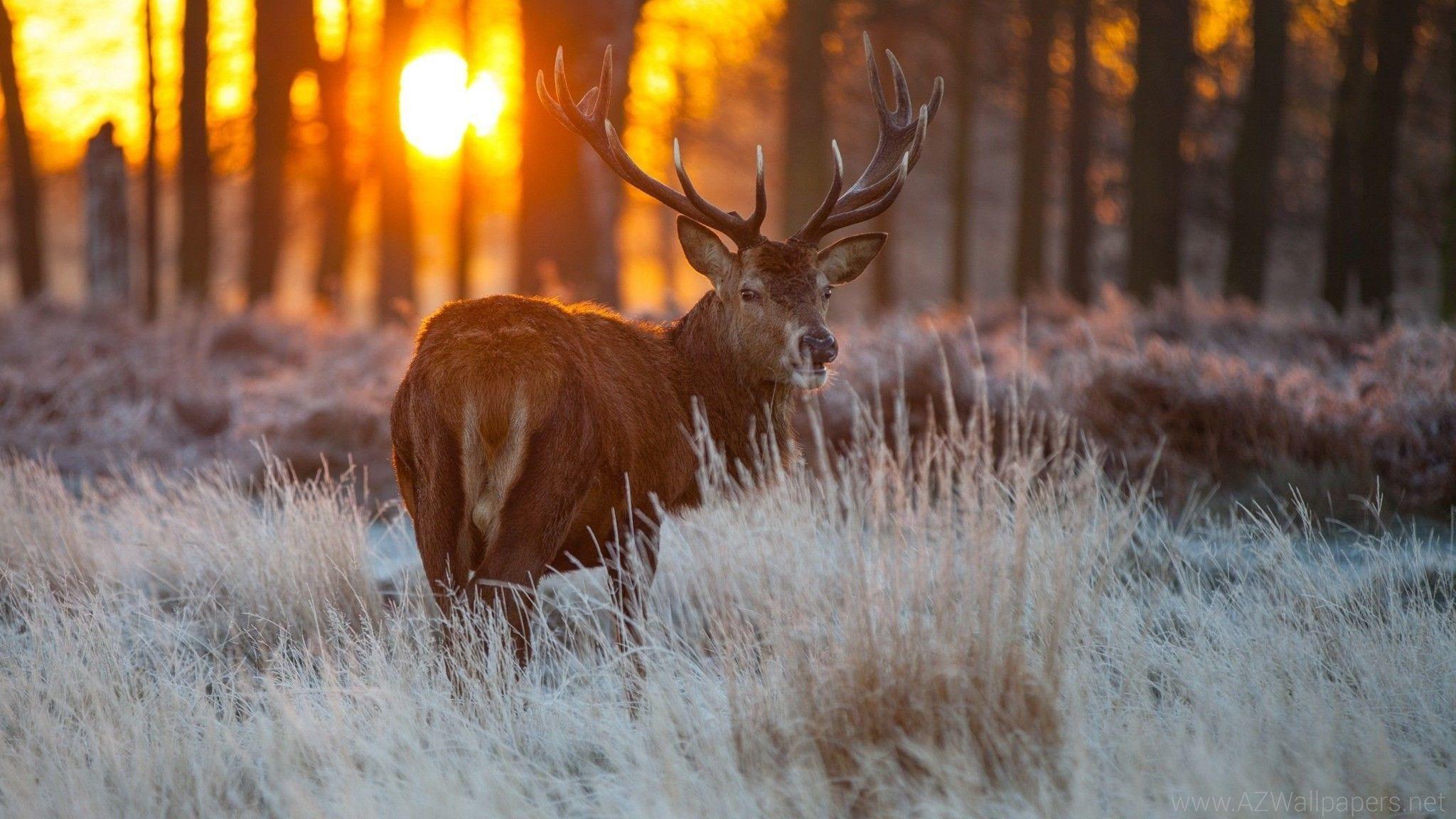 2048x1152 Deer Desktop Background .