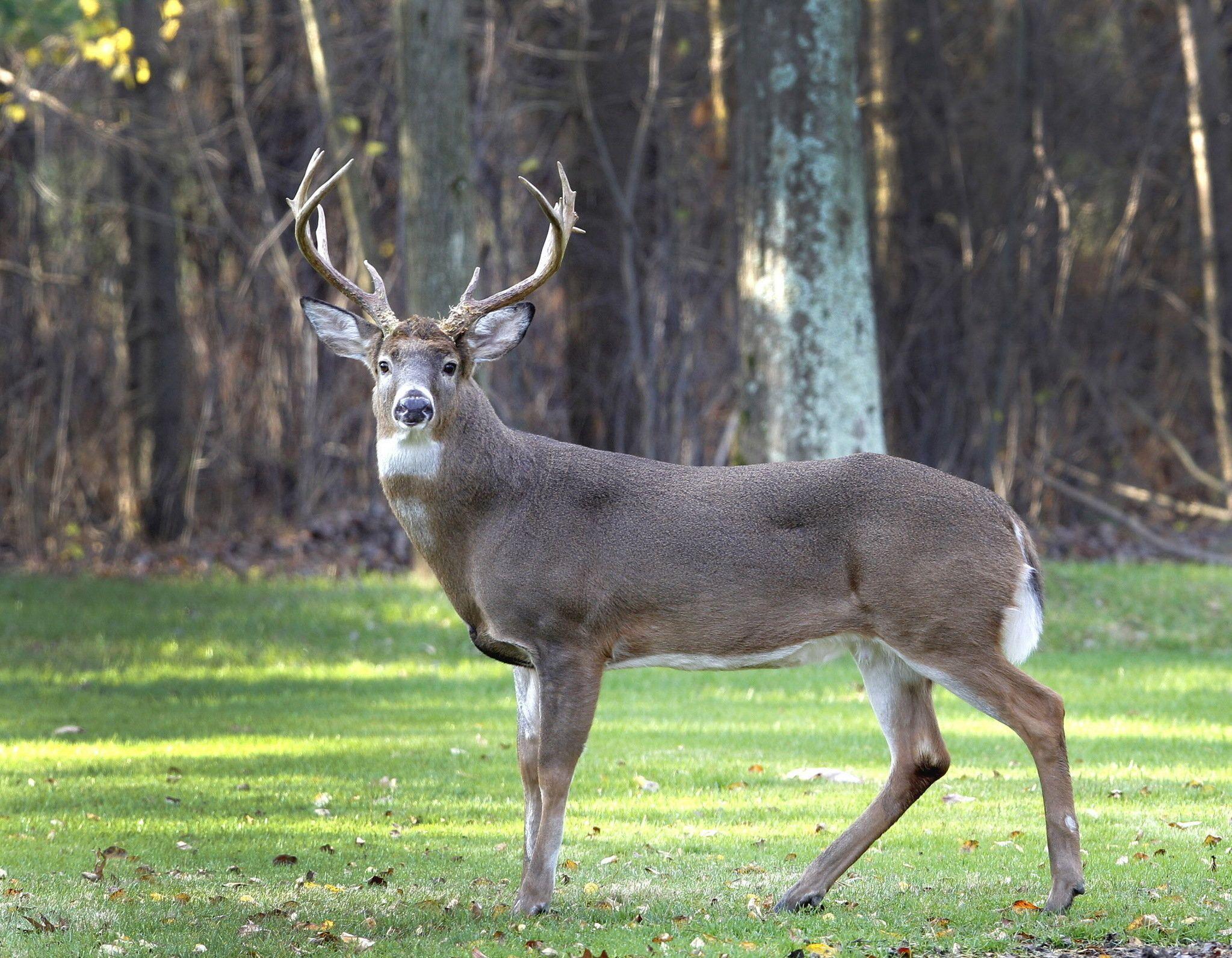 2047x1591 Andro Island Whitetail Deer .