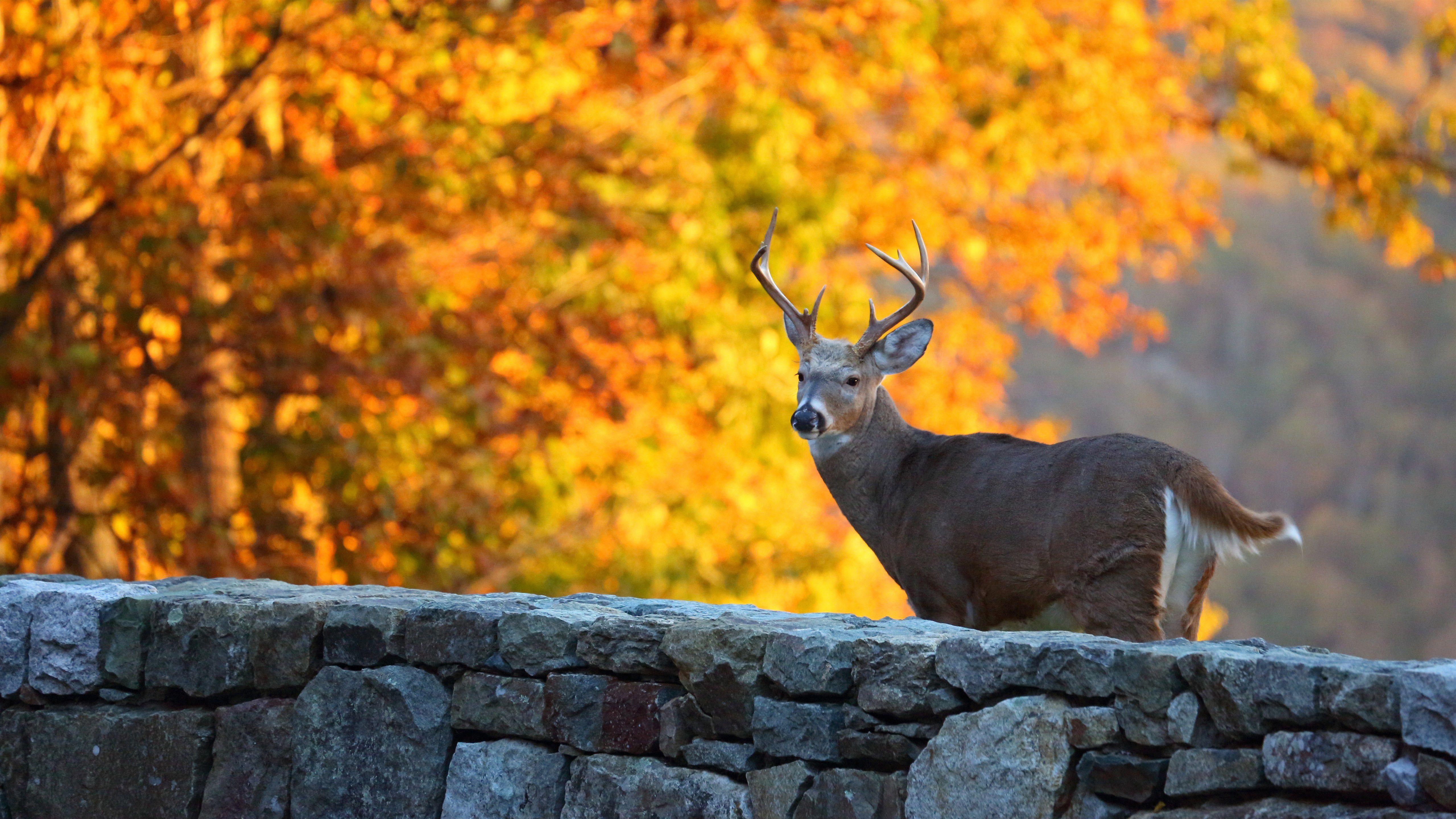 5120x2880 Whitetail Deer With Background Of Tree .hdwallpaper.in