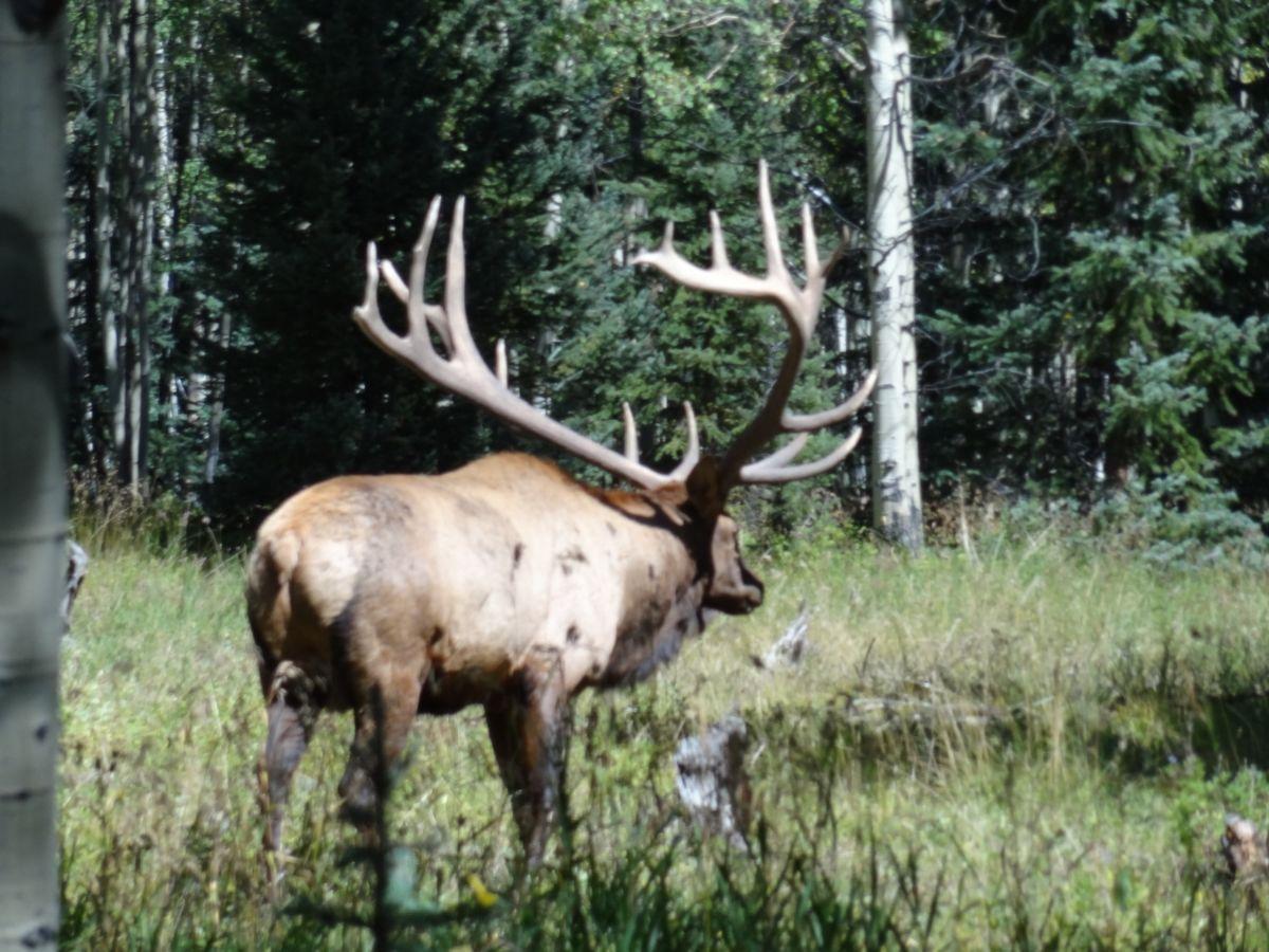 1200x900 BULL BASIN RANCH COLORADO TROPHY BULL ELK HUNTS