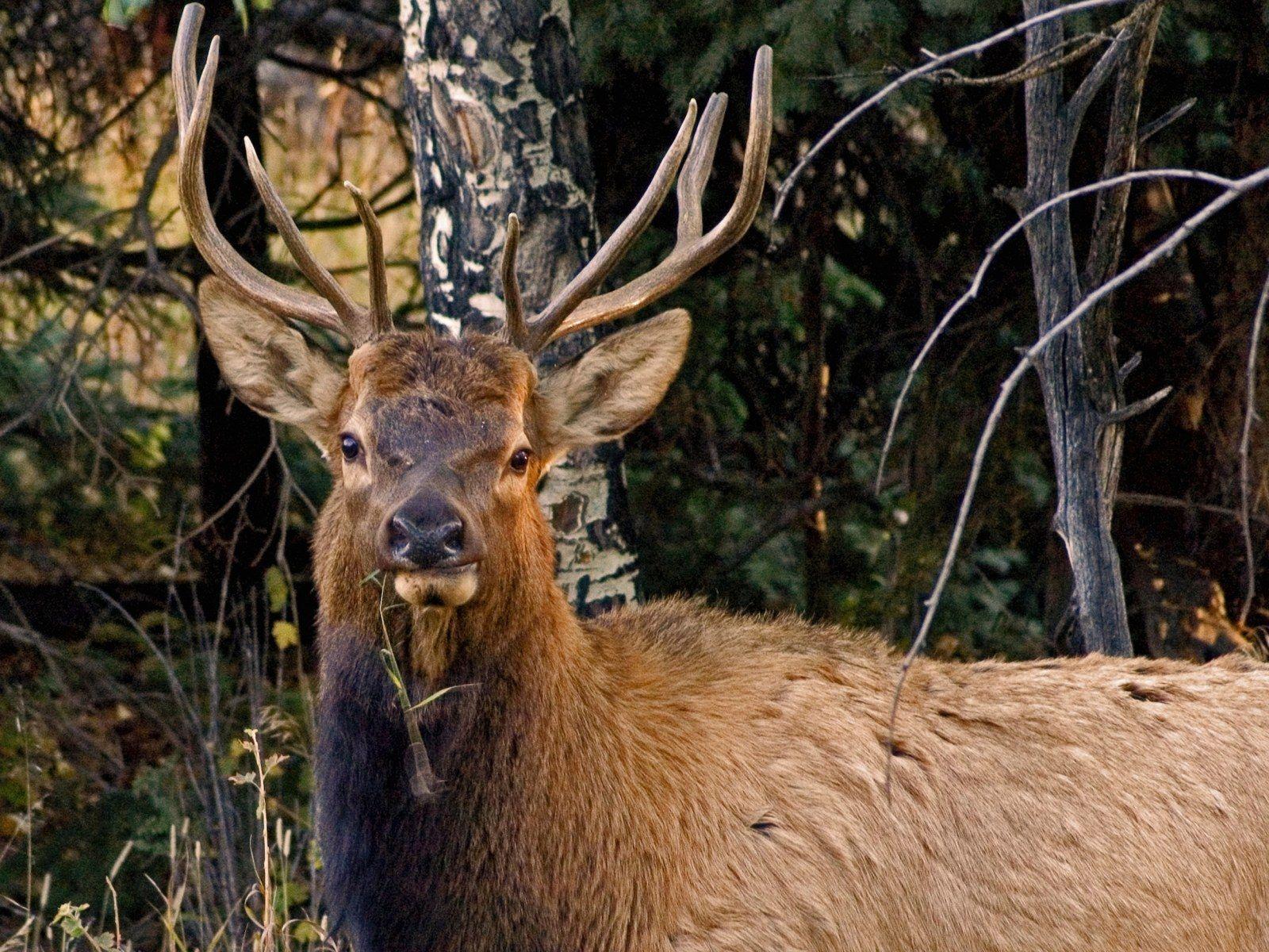 1600x1200 Man Who Chased Bull Elk in Rocky Mountain National Park Was 'Unwise': Official