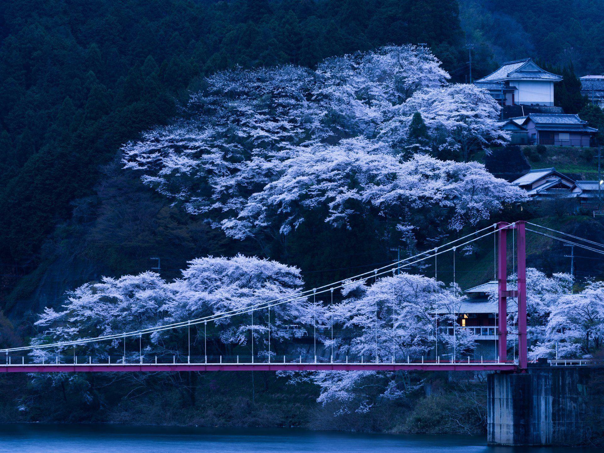 1920x1440 japan bridge tree slope spring bloom sakura night HD wallpaper
