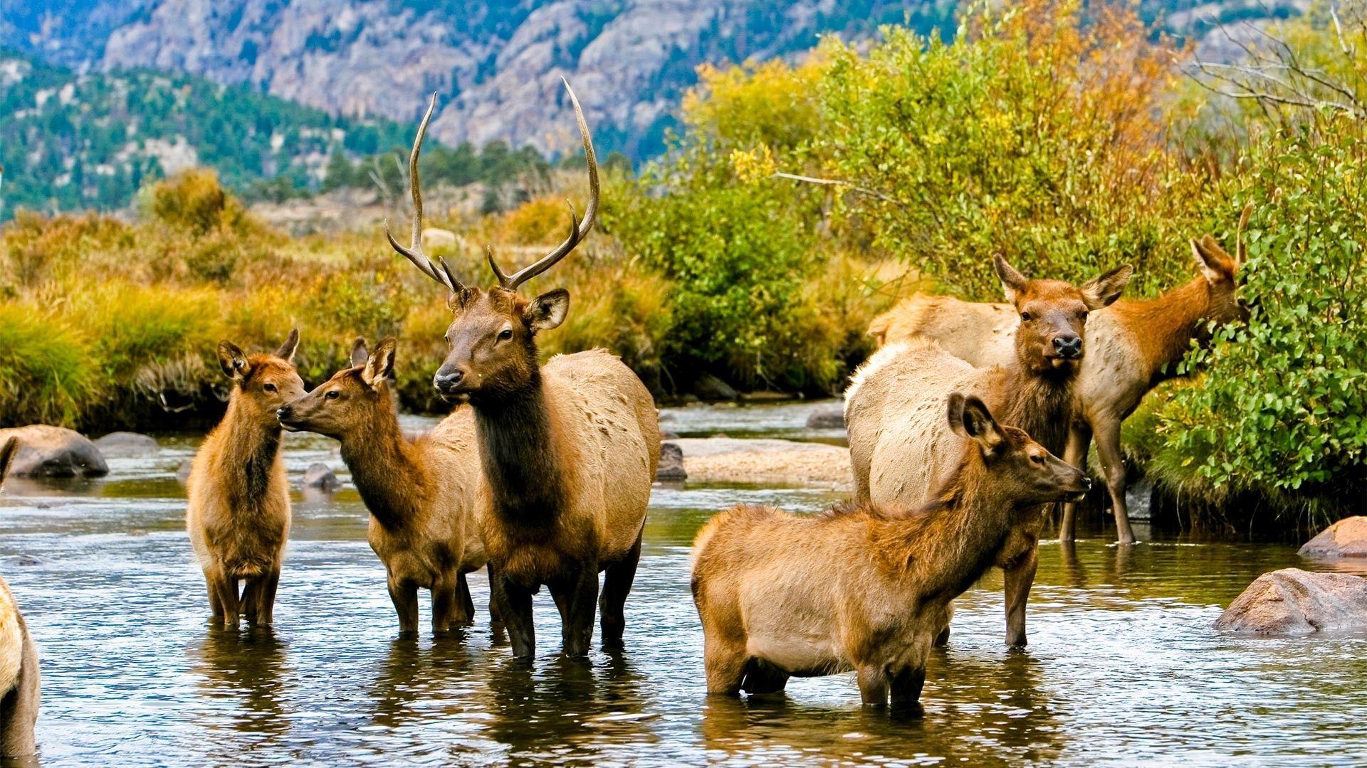 1920x1080 Colorado, USA: Why you need to visit Denver and Estes Park this year