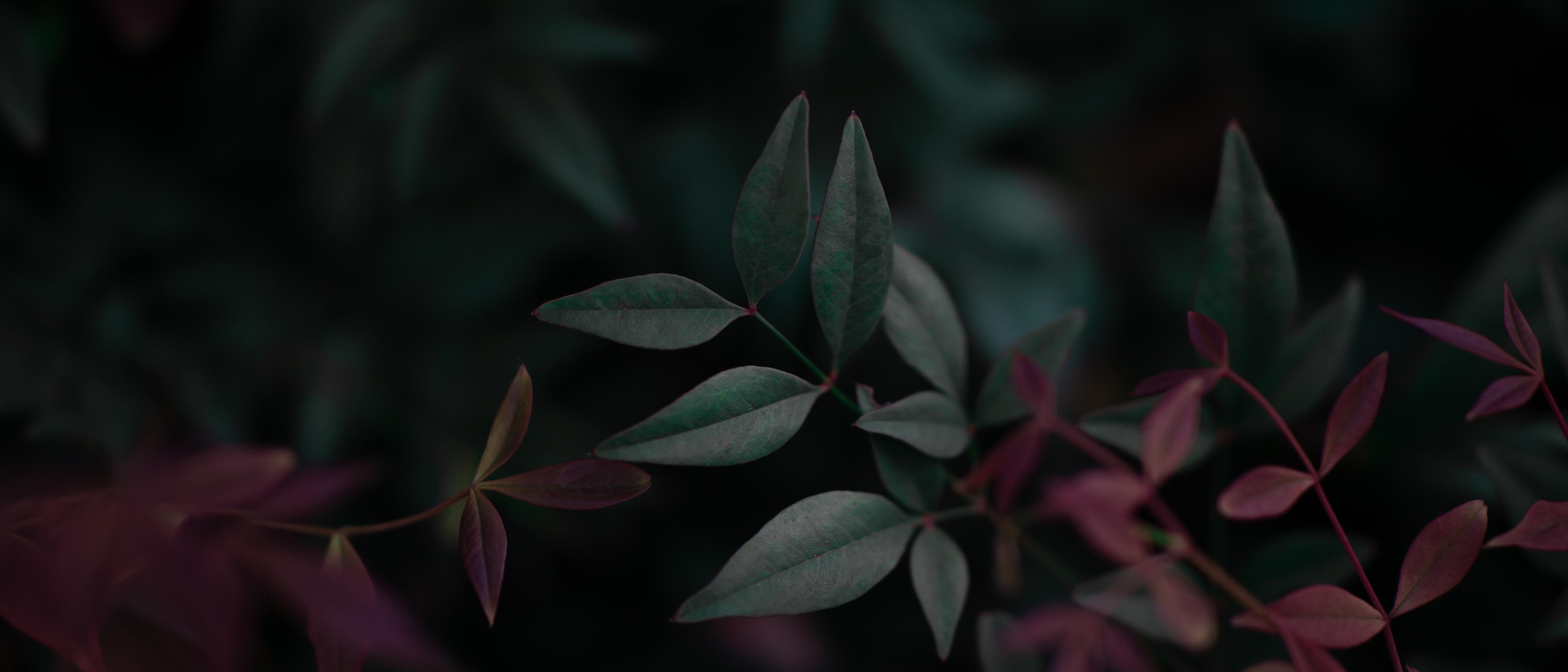 5999x2571 part 9 of my 21x9 plant wallpaper, sacred bamboo V2: WidescreenWallpaper