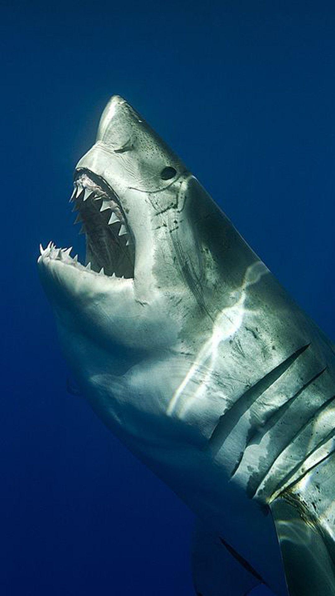 1080x1920 Shark iPhone 4s Wallpaper HD With Id .
