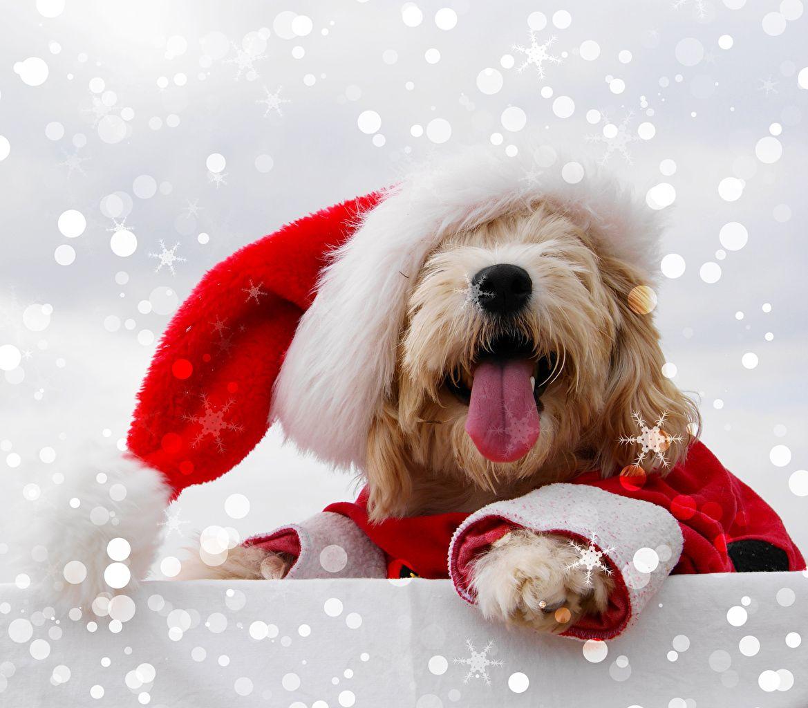 1169x1024 Desktop Wallpaper Maltese dog New year .