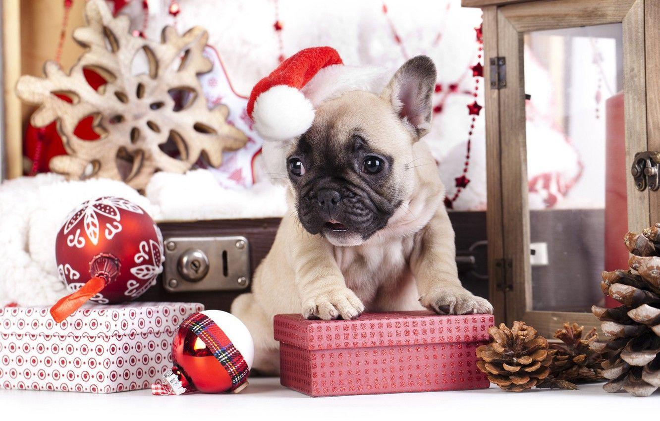 New Year Dog Wallpapers - Top Free New Year Dog Backgrounds ...