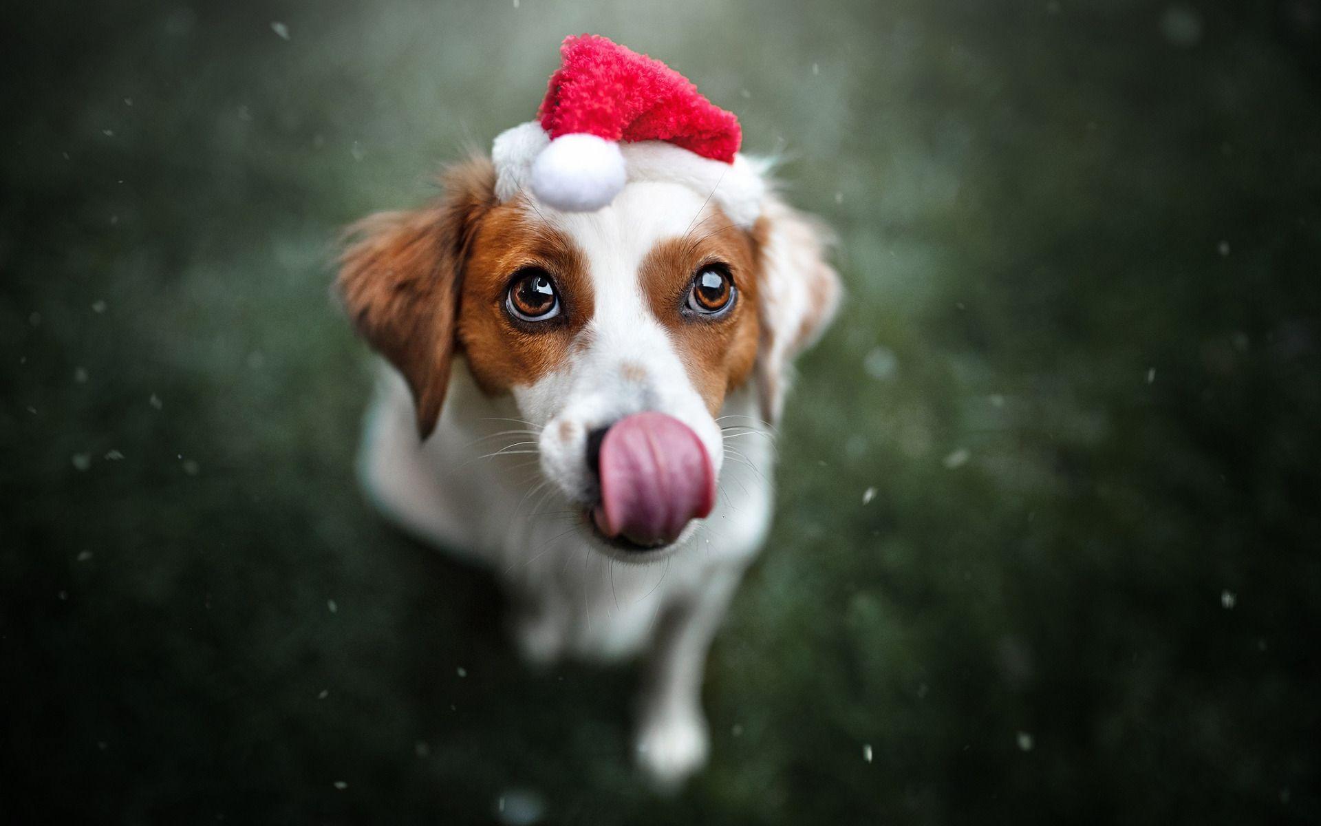 1920x1200 dog, santa claus .
