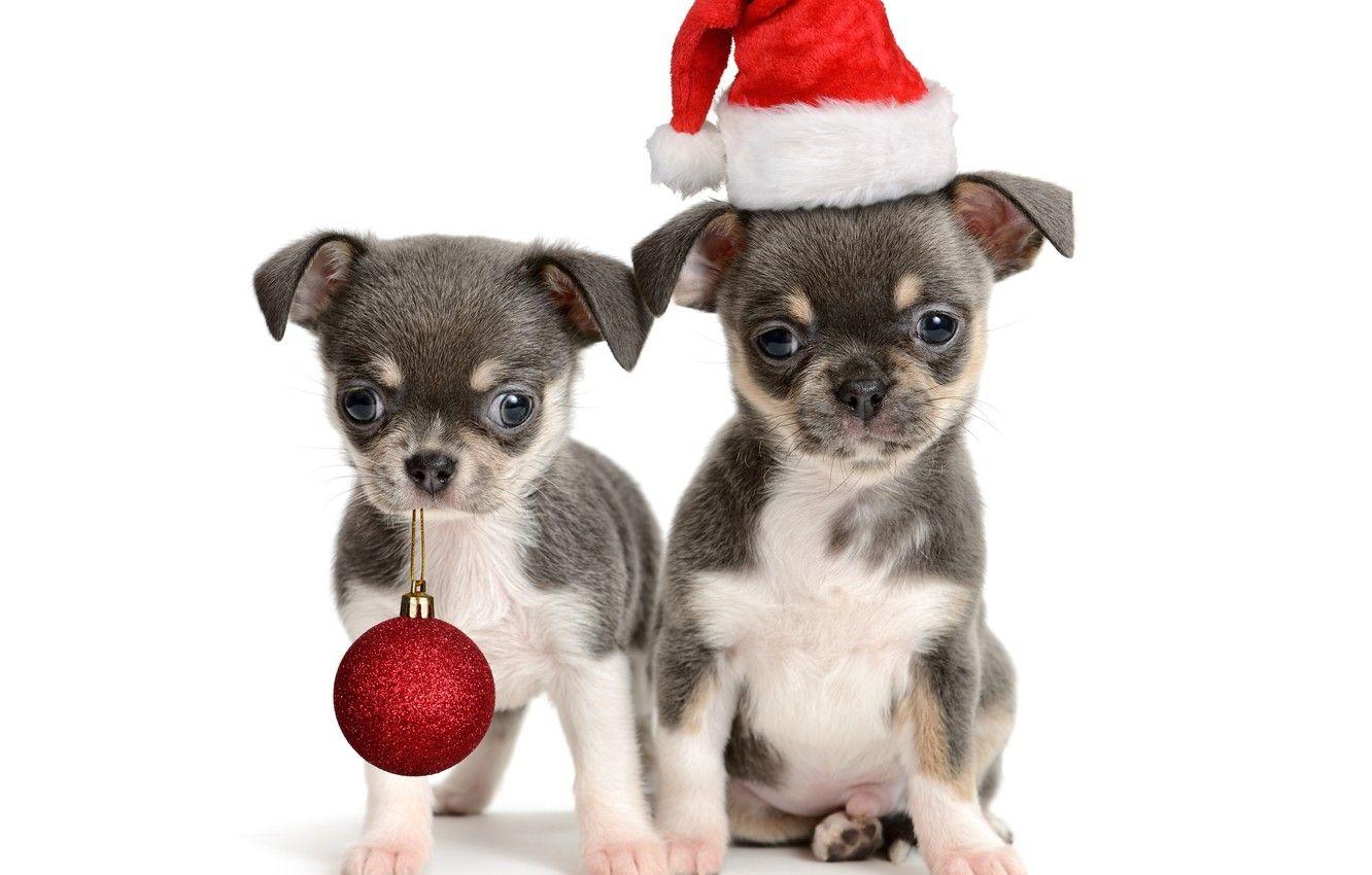 1332x850 Wallpaper hat, ball, ball, puppies .