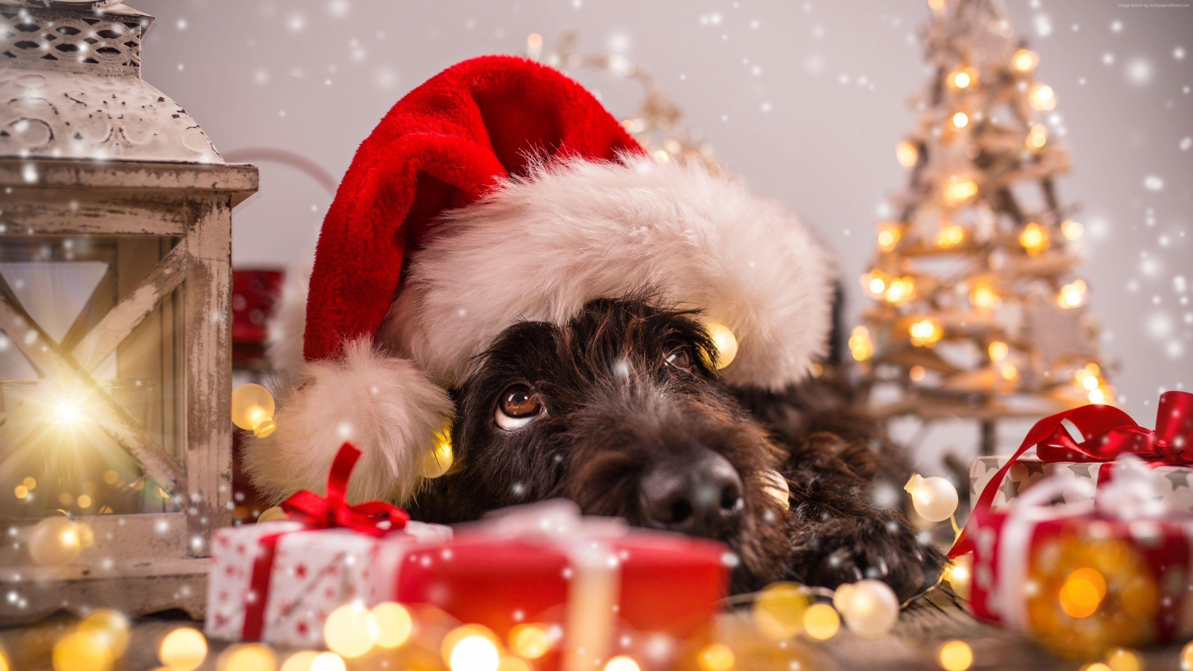 3840x2160 Wallpaper Christmas, New Year, snow .
