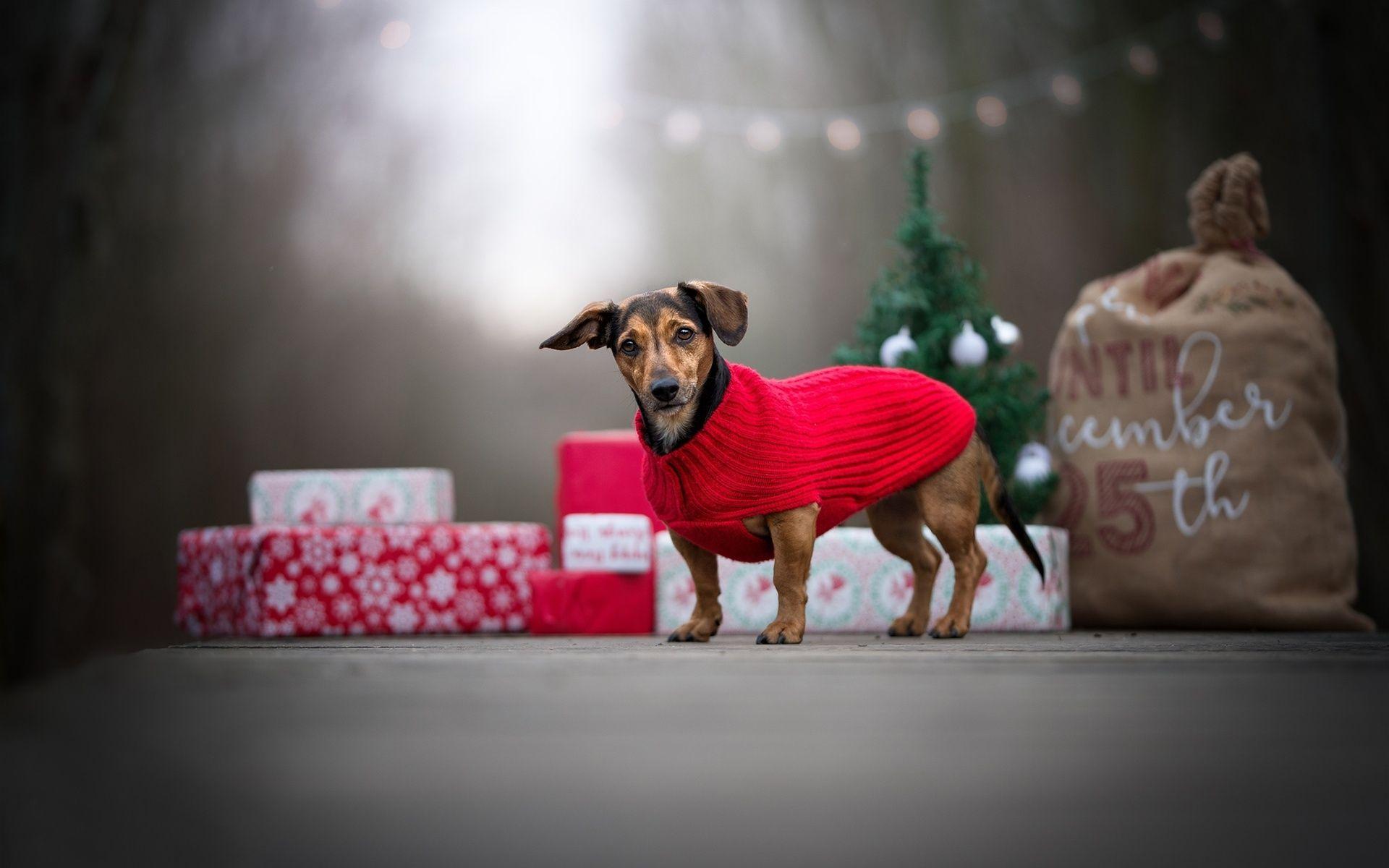 1920x1200 dachshund, year of dog, Christmas .