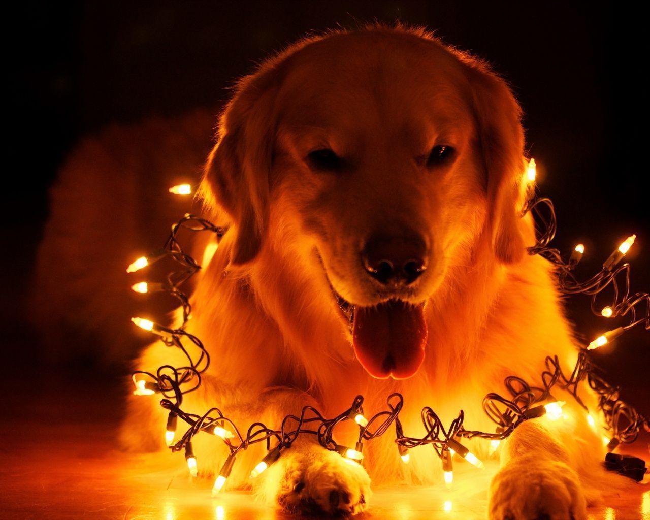 1280x1024 Christmas Dog Light Wallpaper .