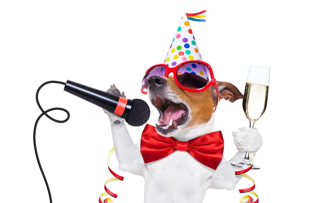 1332x850 Wallpaper dog, New Year, glasses, new .
