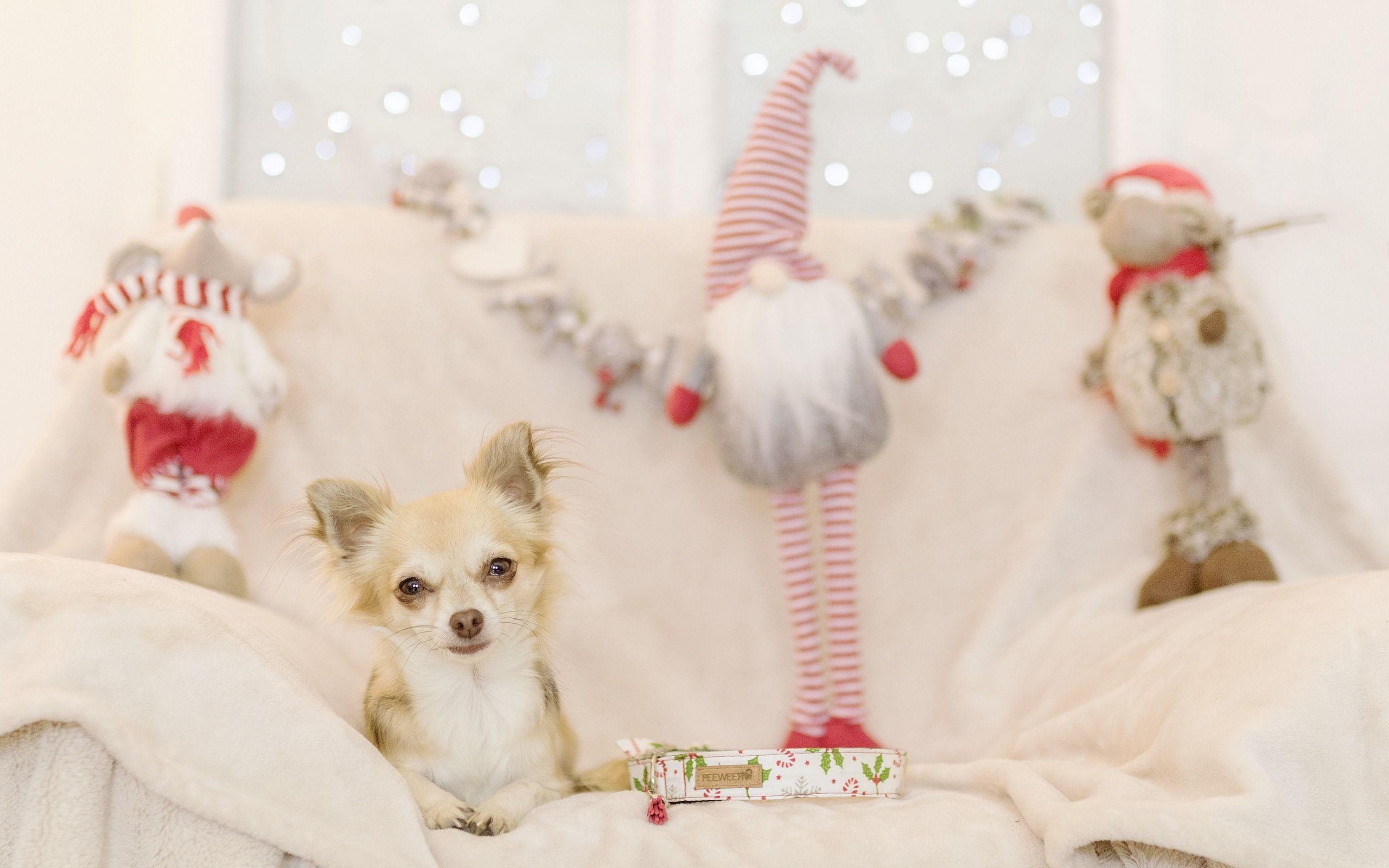 2560x1600 Download wallpaper Chihuahua, small .