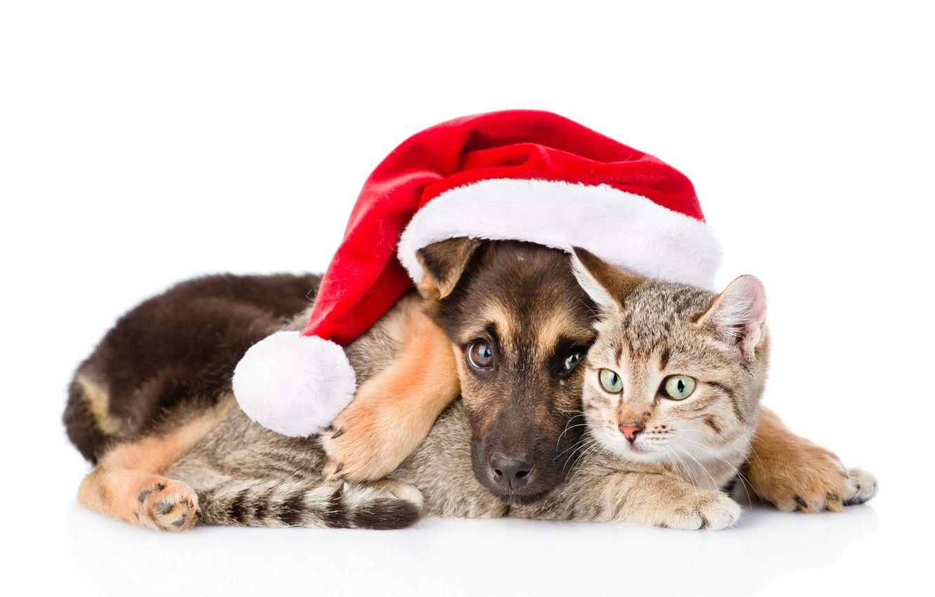 1332x850 Photo Wallpaper Cat, Dog, New Year .