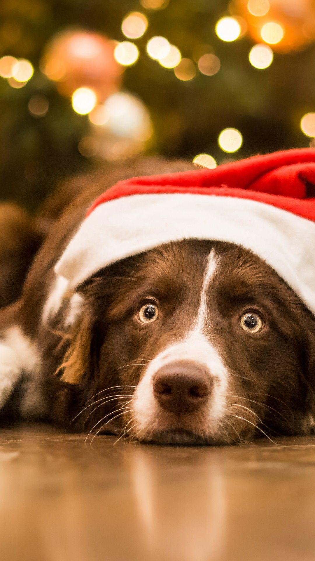 1080x1920 Year, dog, cute animals, 5k, Animals