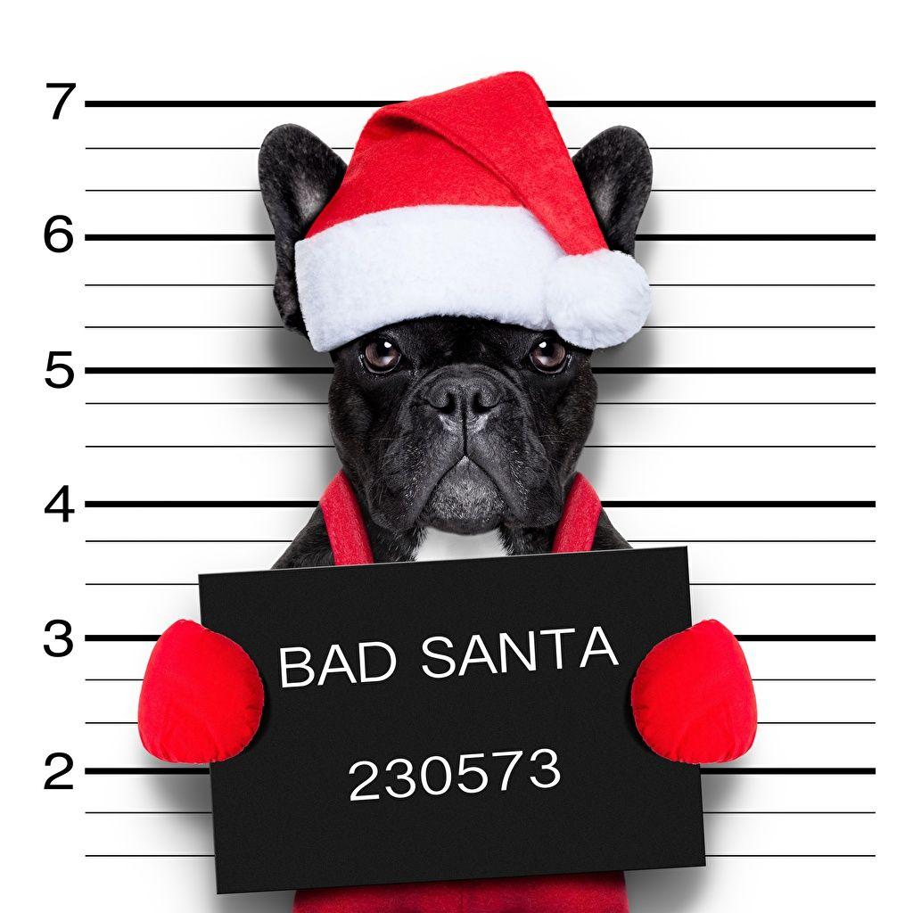 1024x1024 Desktop Wallpaper French Bulldog Dogs .