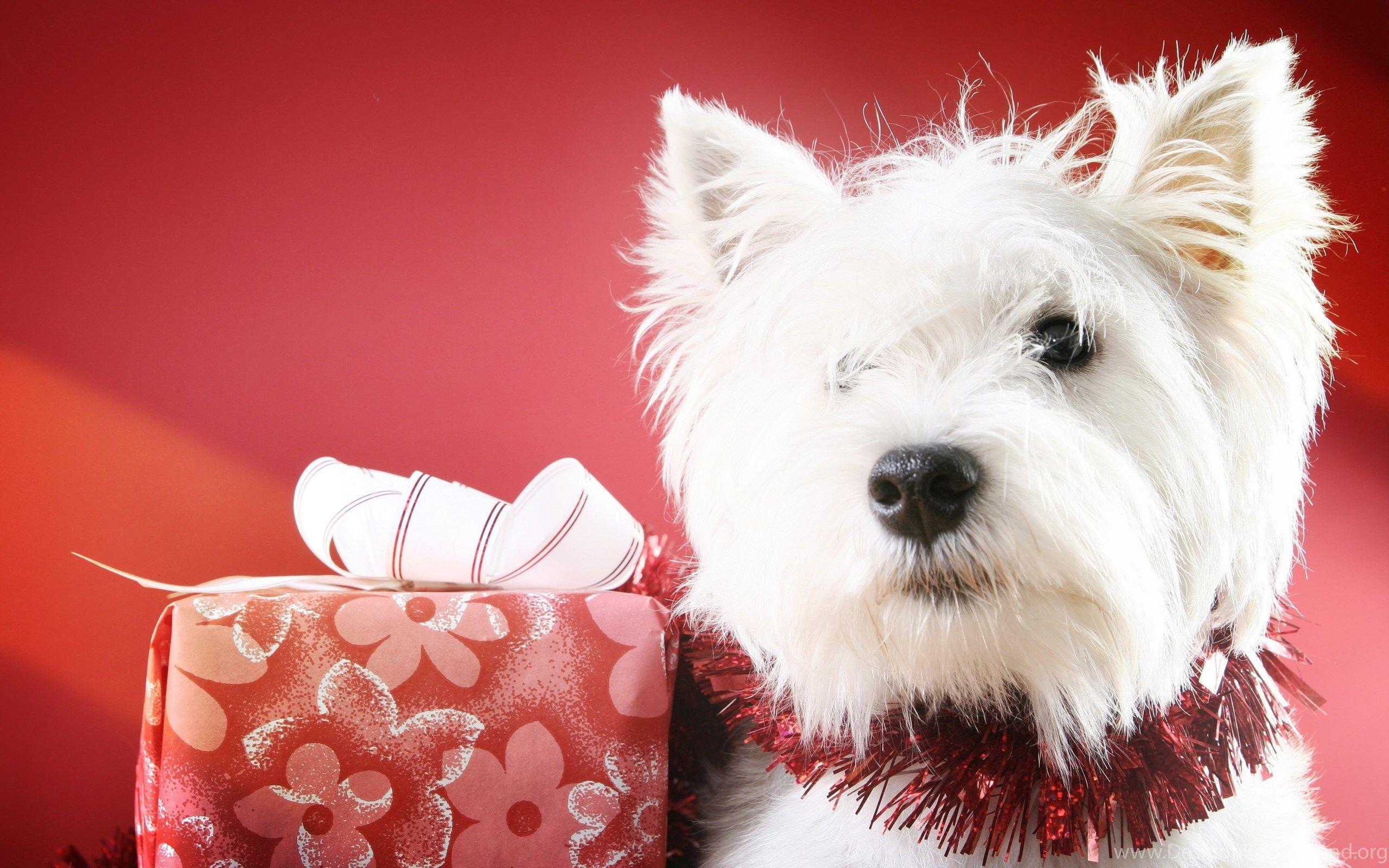 2560x1600 Christmas New Year Holiday Dog G .