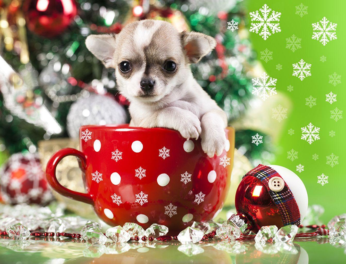 1343x1024 Wallpaper Puppy Chihuahua Dogs .