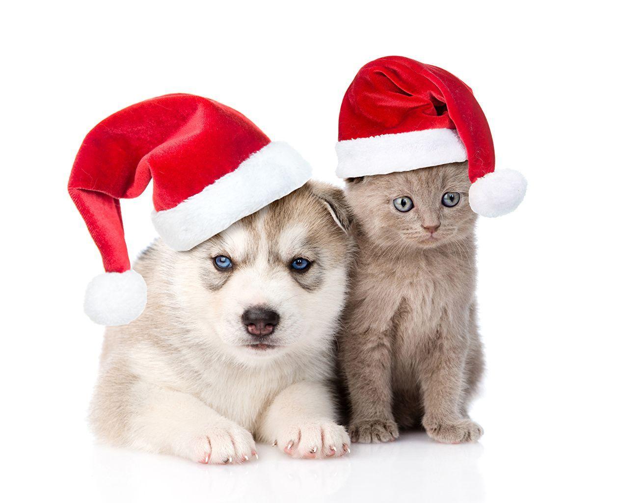 1265x1024 Christmas Pupies And Kittens Wallpaper .