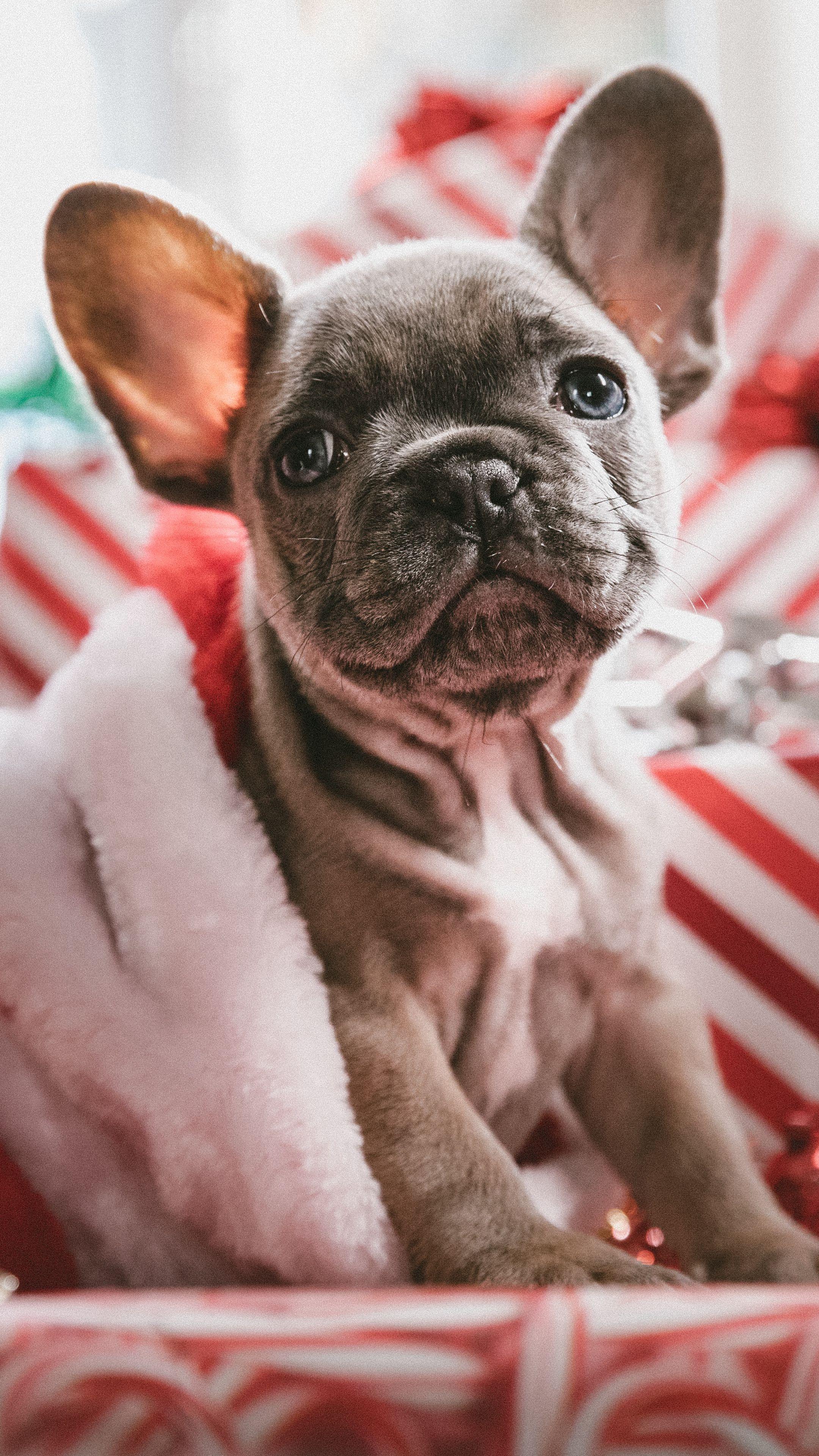 2160x3840 Download wallpaper 2160x3840 dog, puppy .