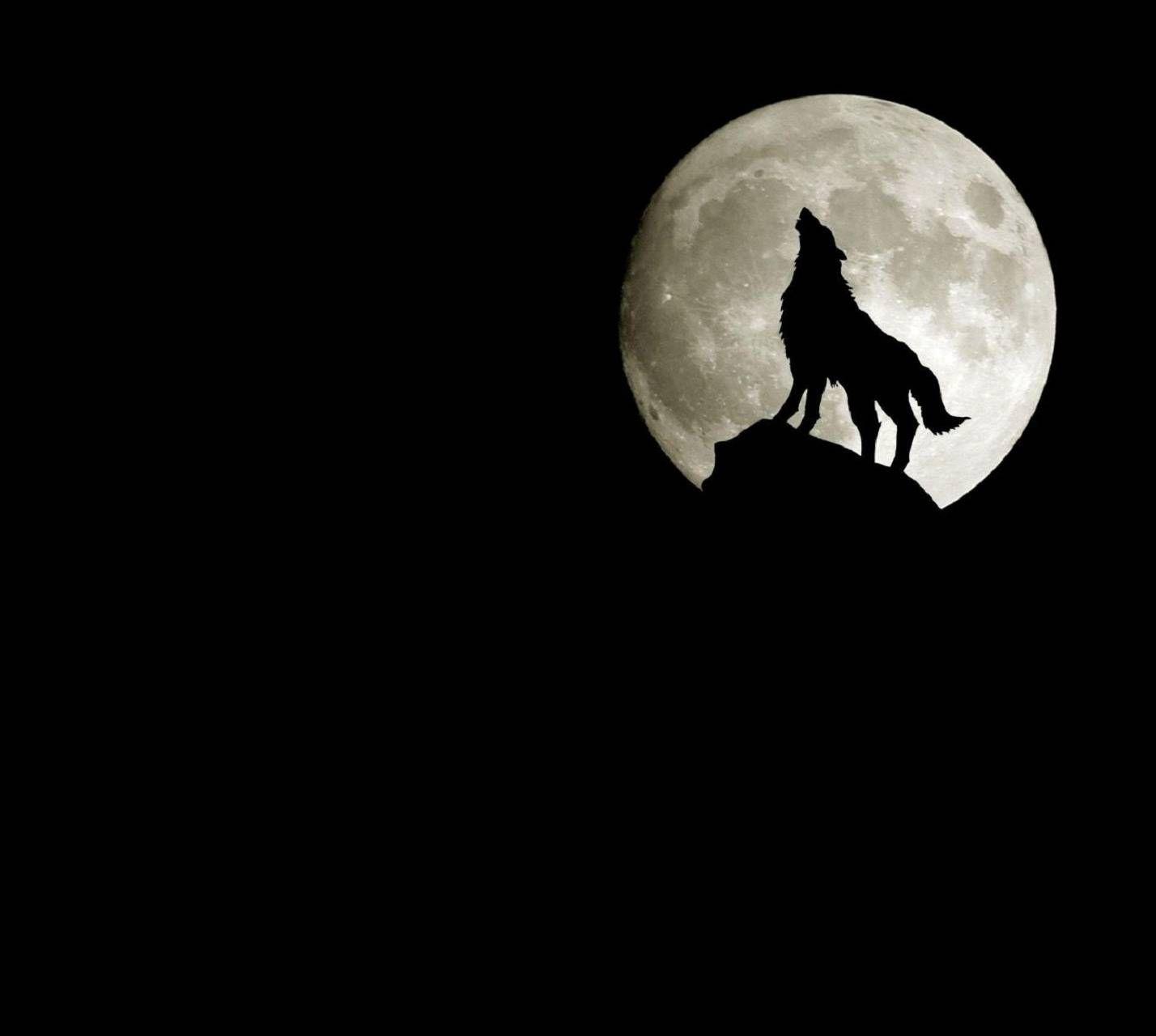 1428x1280 Midnight Wolf wallpaper by .