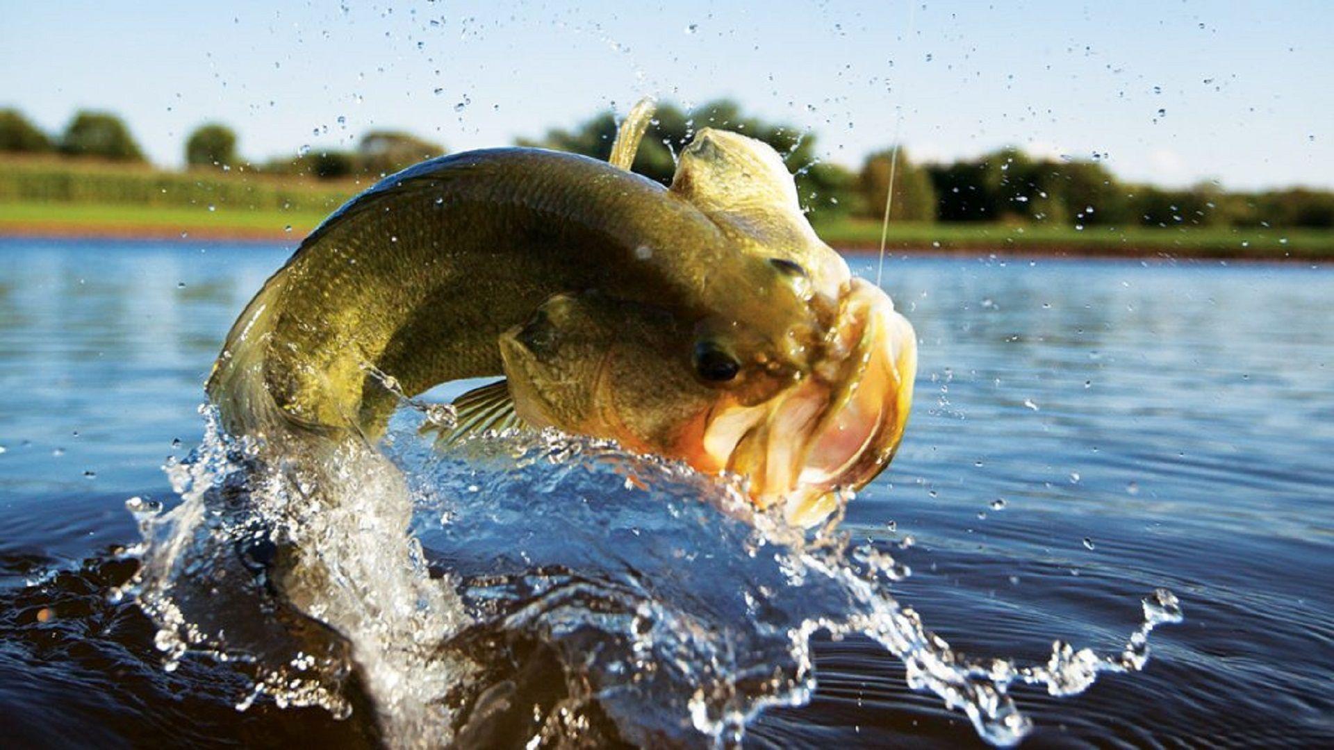 Bass Fishing Wallpapers - Top Free Bass Fishing Backgrounds