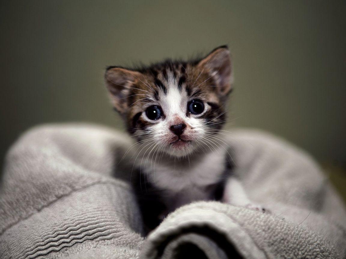 1152x864 Kitty Cat Desktop Wallpaper on .