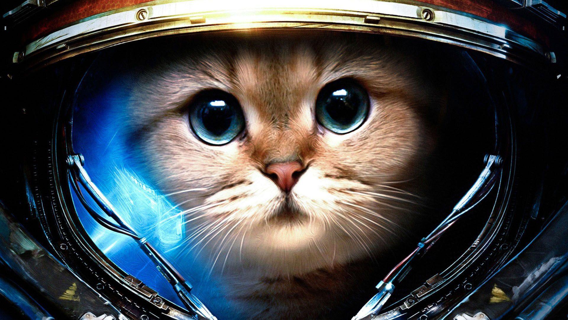 1920x1080 Kitty Cats Wallpaper