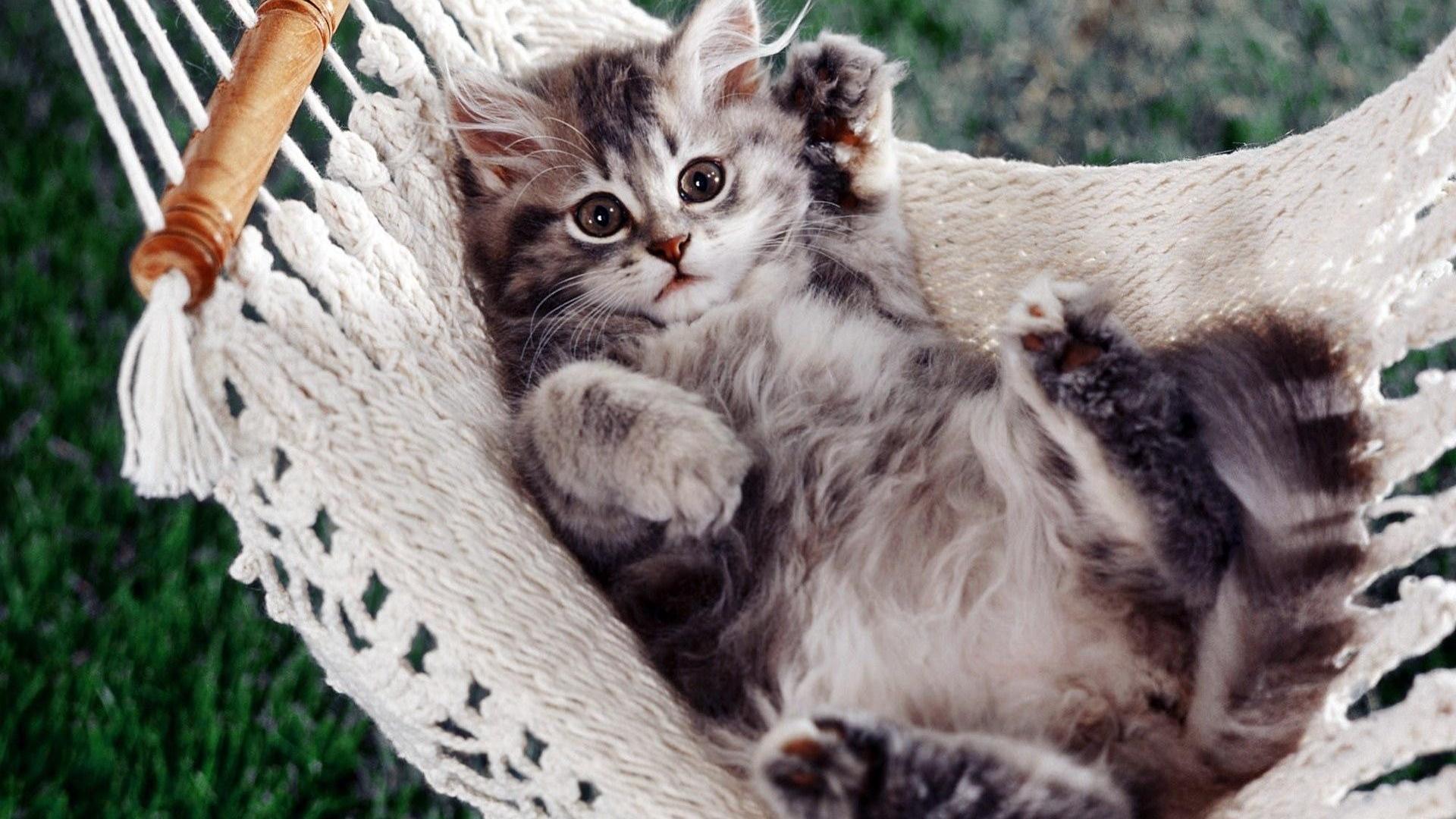 1920x1080 Kitty Cat Wallpaper .