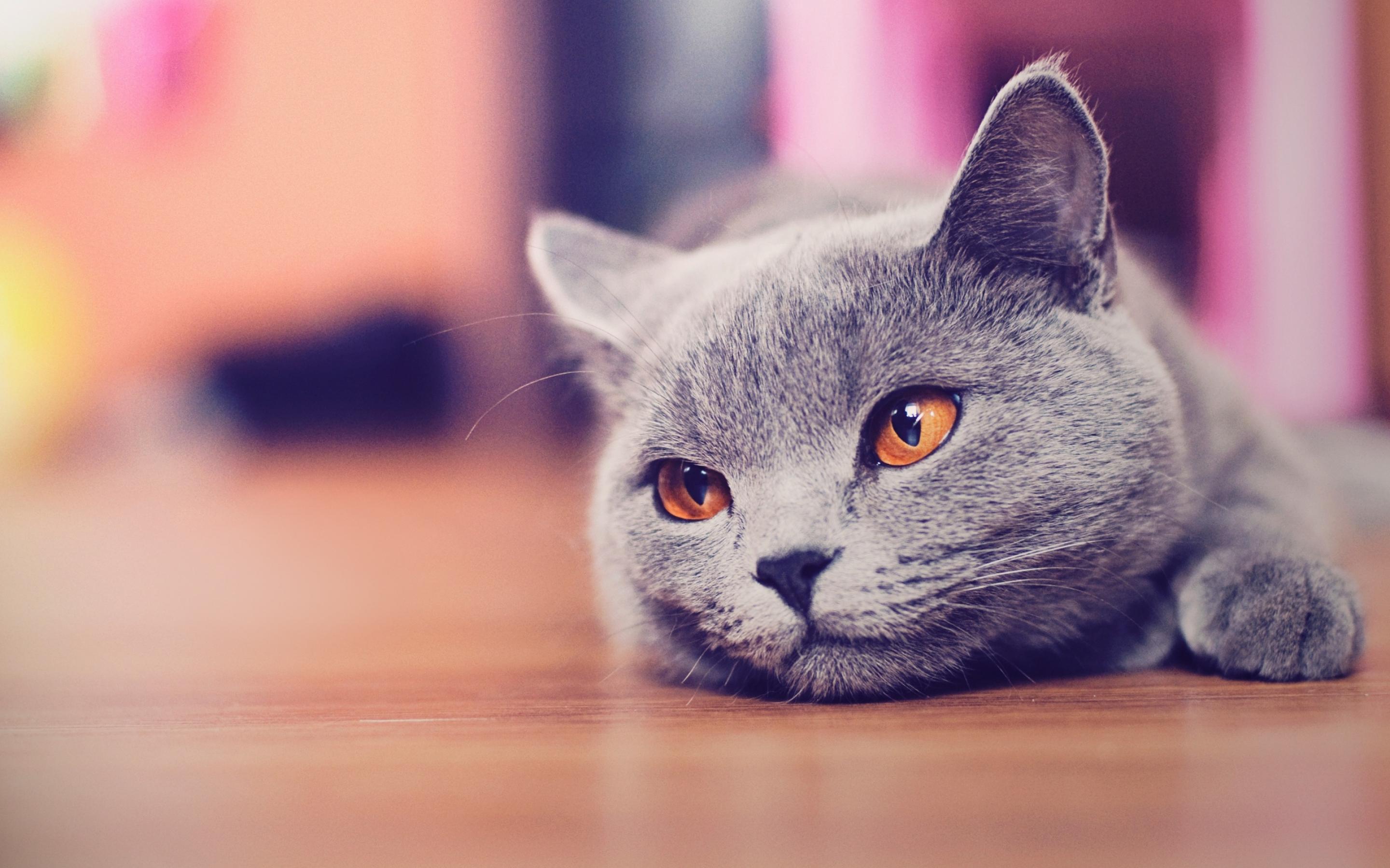 2880x1800 Kitty Cat Wallpaper (21)